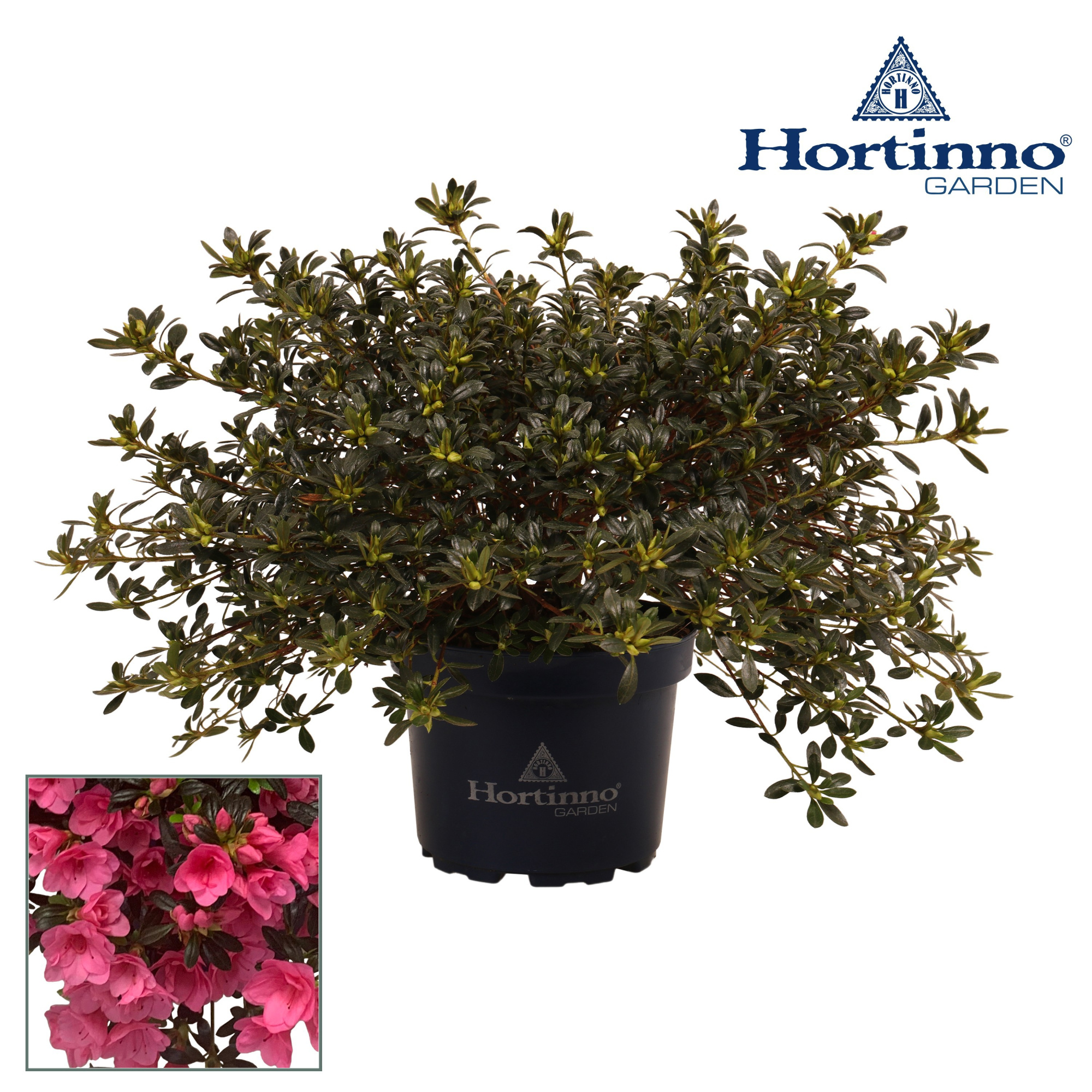 Hortinno® Garden Cascadula Bright Fuchsia groen 30 - 40 cm, D 19