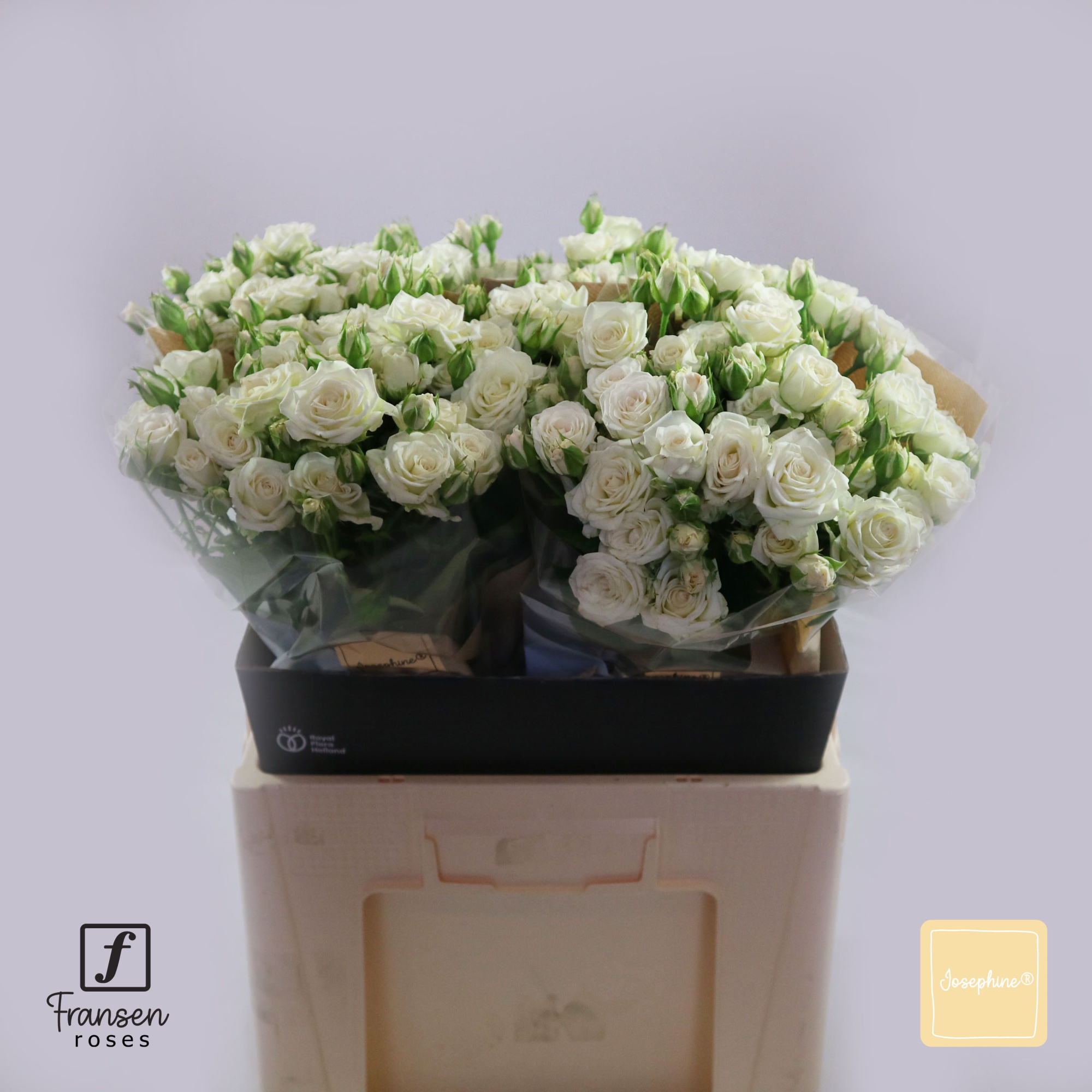 Роза куст. Джозефина 60, шт.