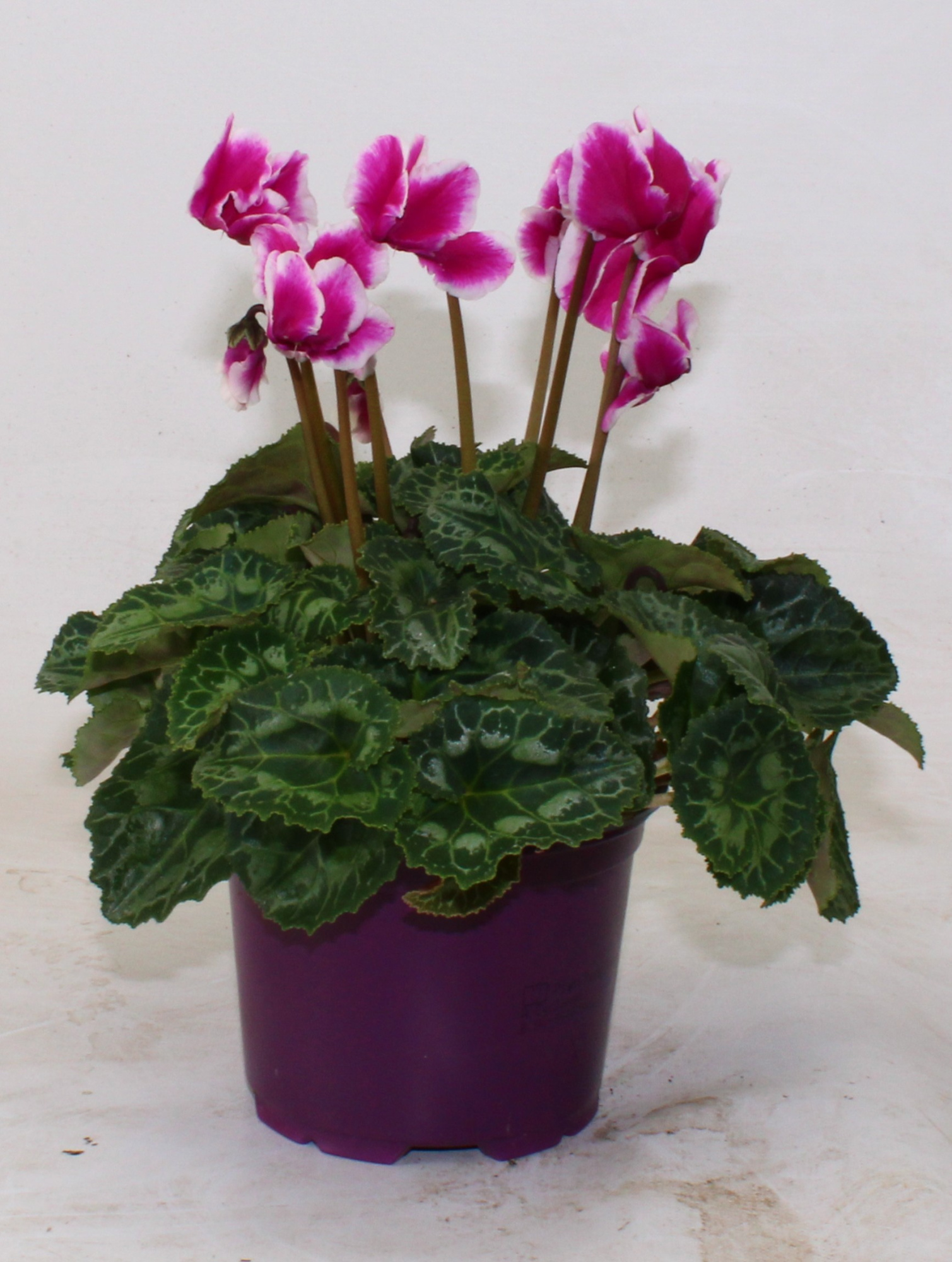 Cyclamen Abanico paars, D 12 cm