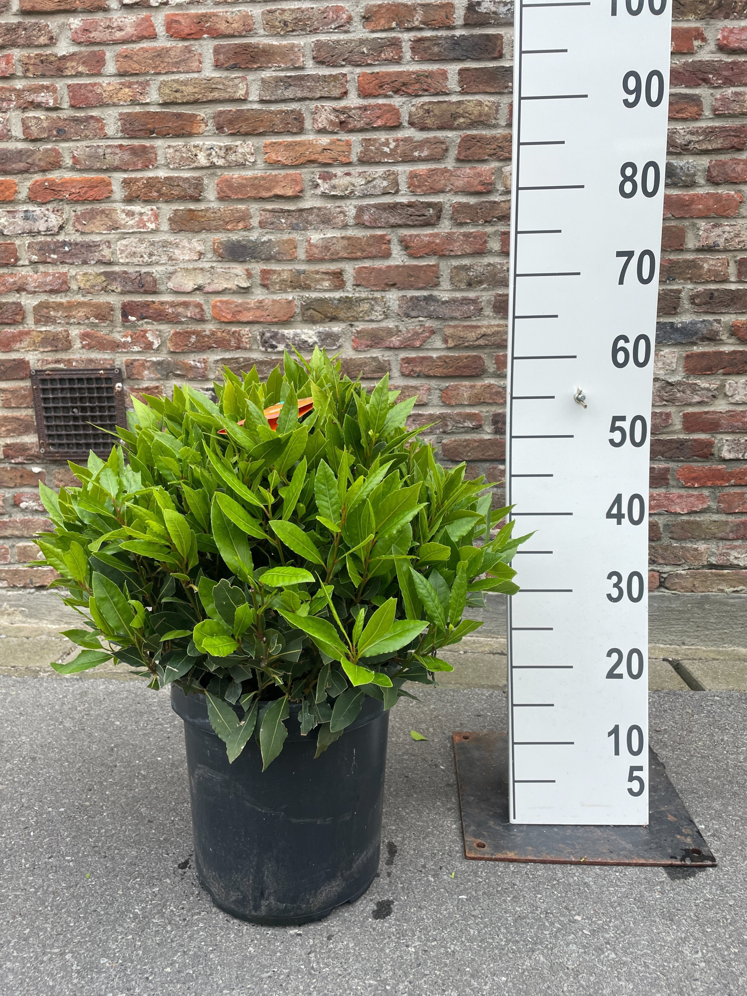 LAURUS NOBILIS BOL 45/50 P 25, D 25