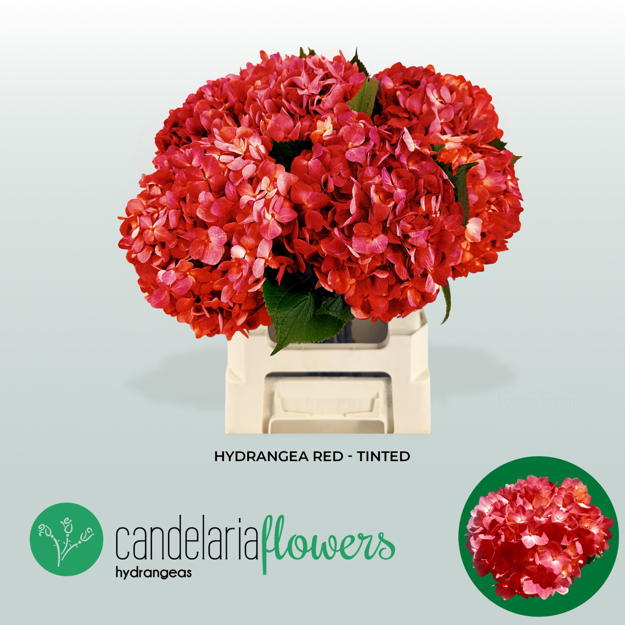 Гортензия Овериг Крашеная (краш. ) 60, шт.