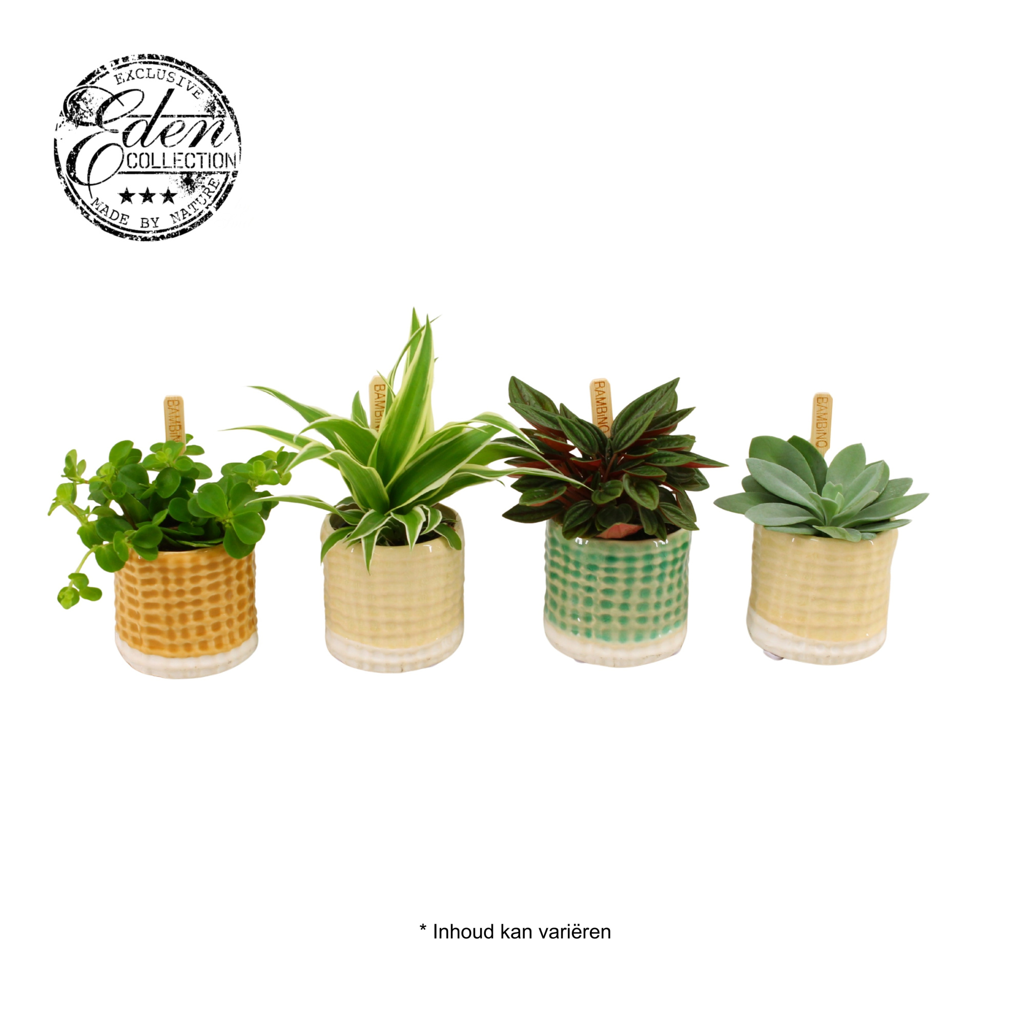 Gemengde tray 5,5cm in elsa potje, D 5,5 cm