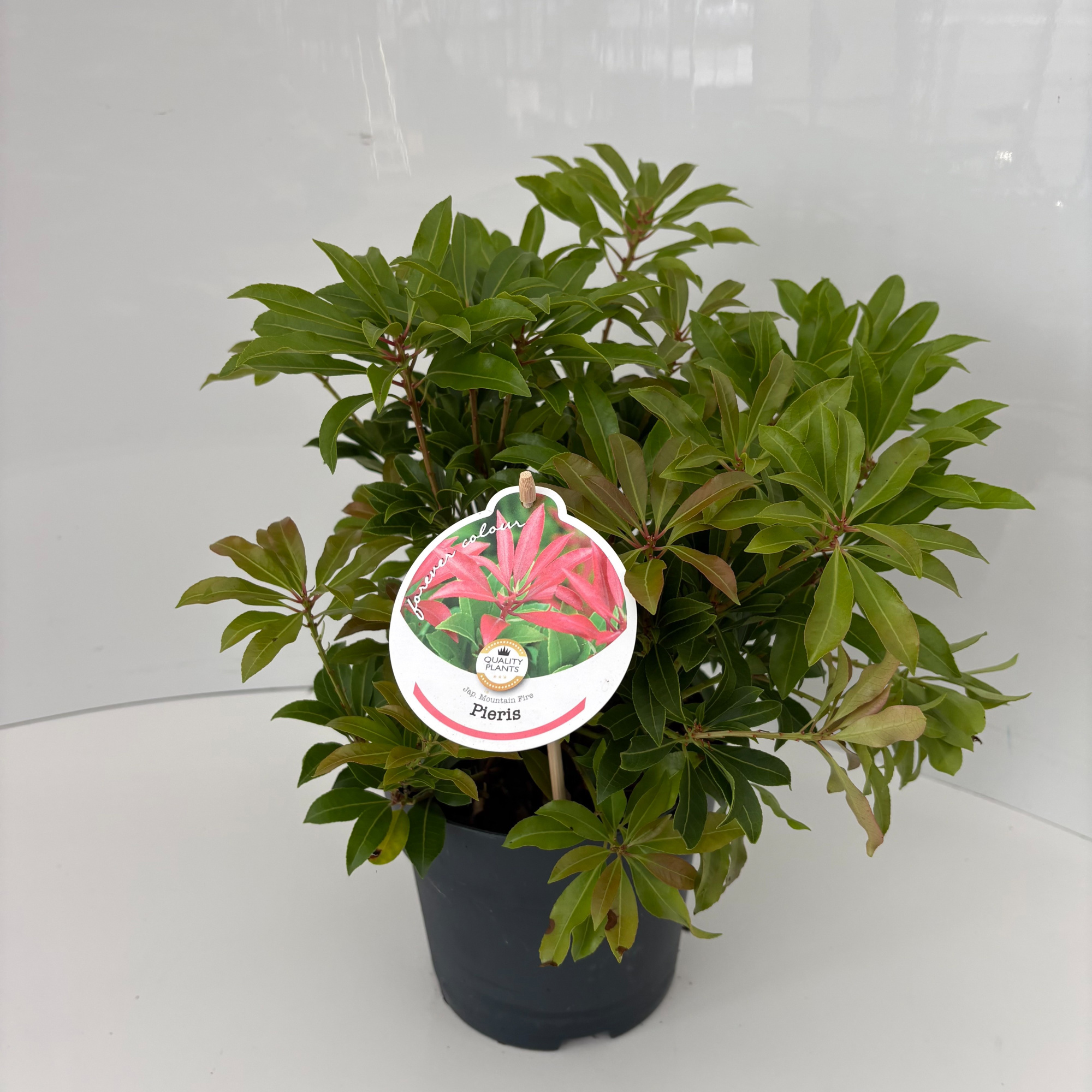 Pieris japonica 'Mountain Fire', D 17