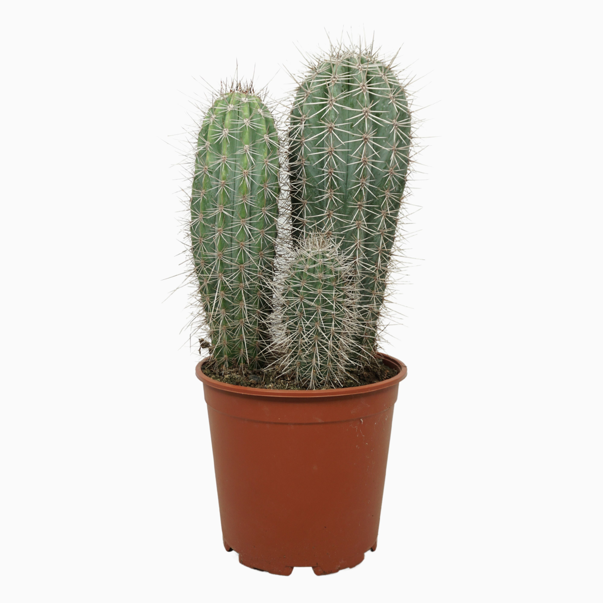 Pachycereus pringlei groep 21 cm, D 21