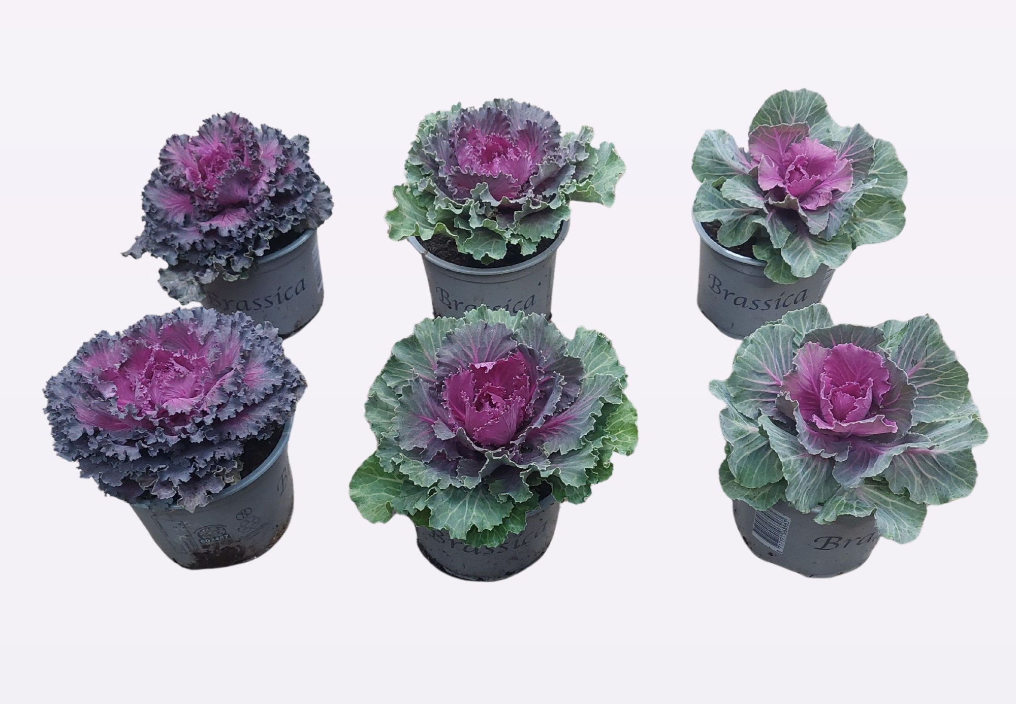 brassica gladbladig rood, D 13 cm