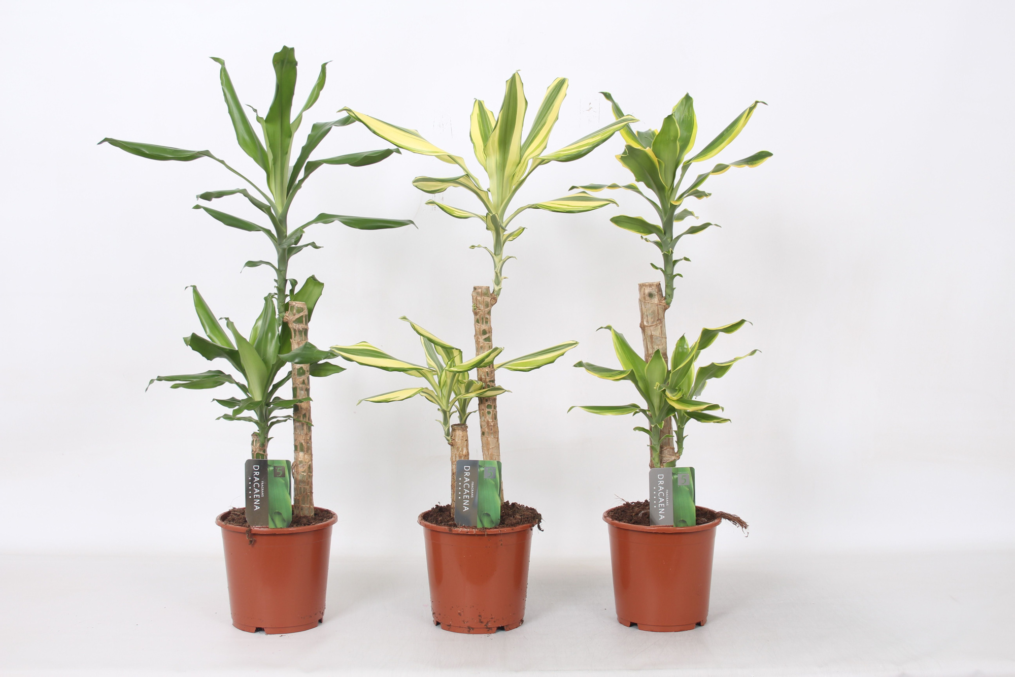 Dracaena 1-Kop, 17 cm pot, D 17 cm