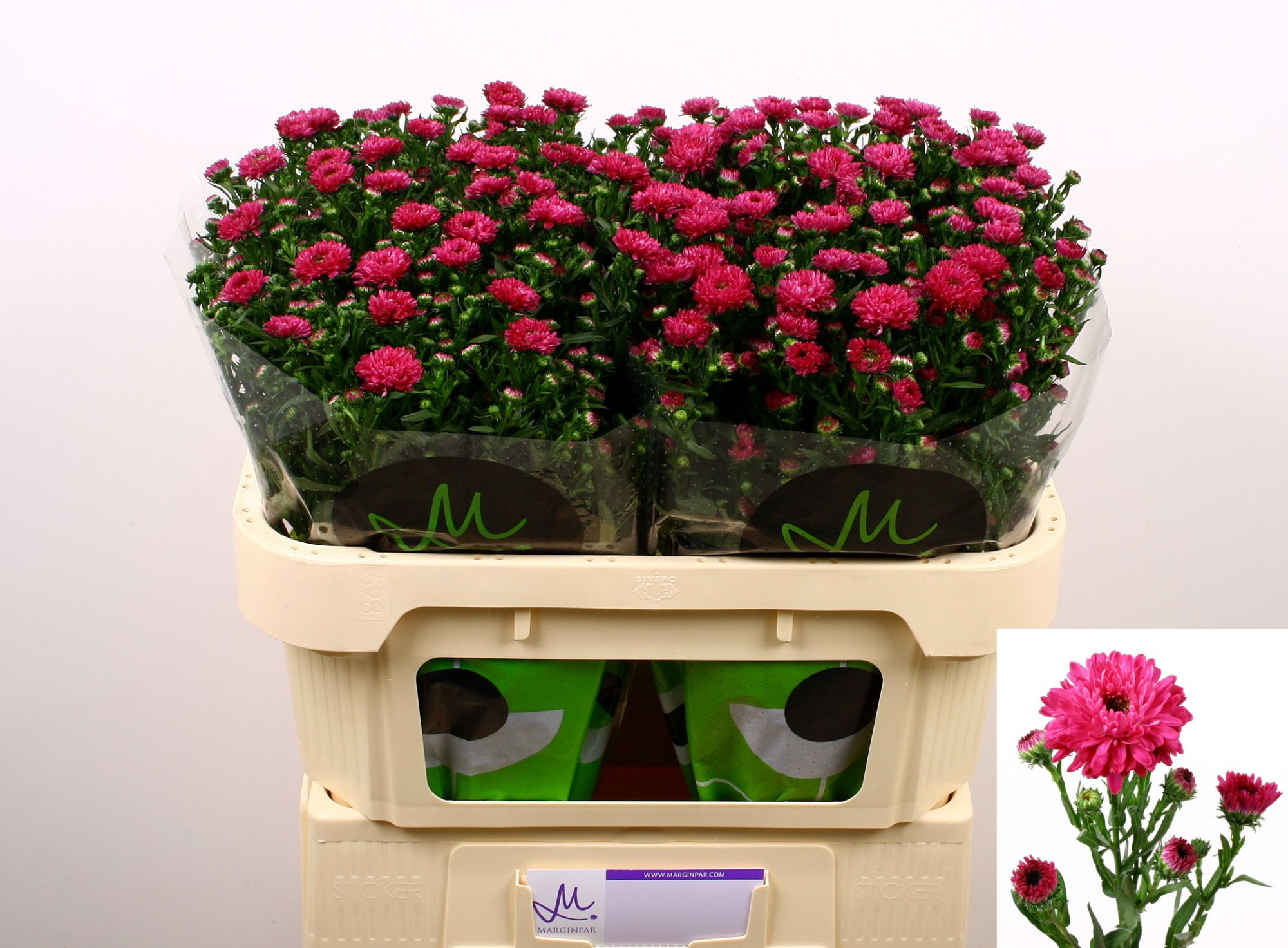 Астер Флэш 70, шт.