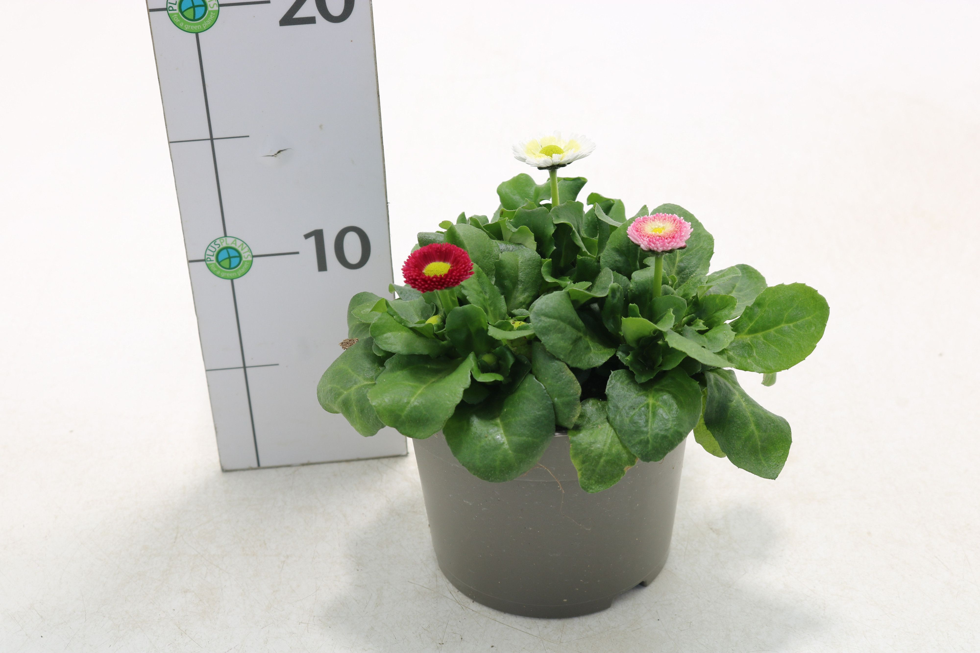 Bellis perennis trio, D 13