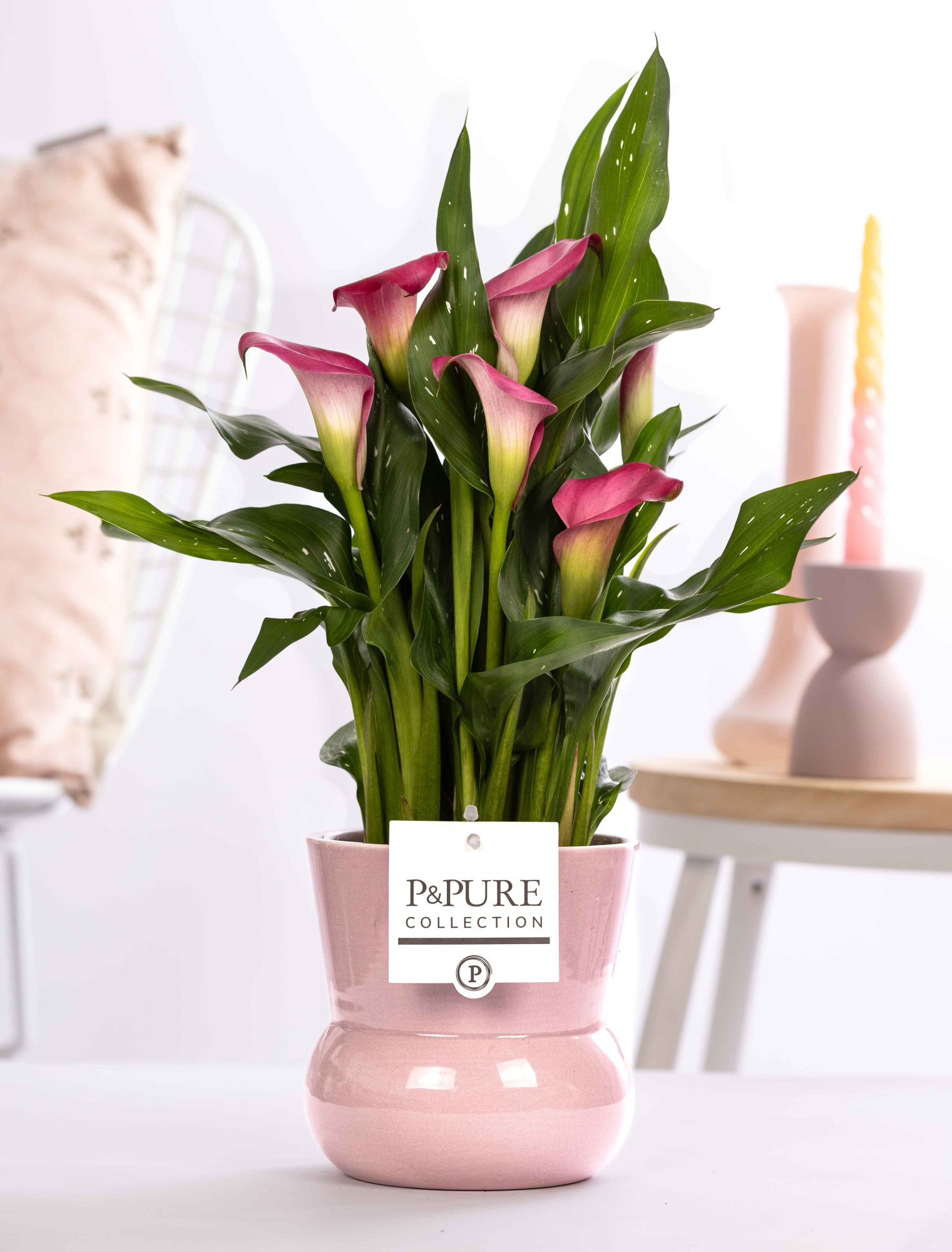 Zantedeschia pink in P&PURE Plant Vase Maxima pink, D 12