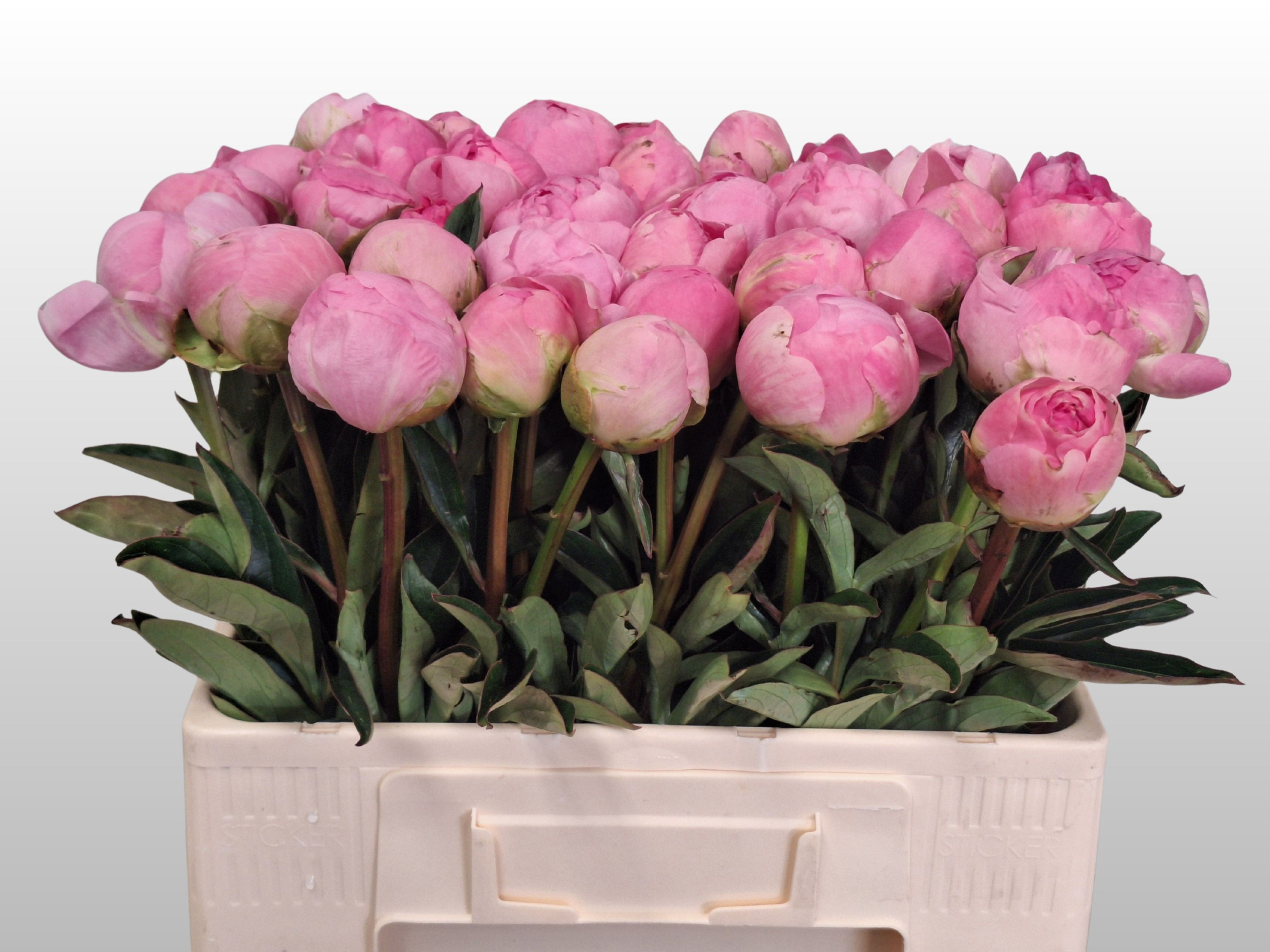 Пион Диннер Плейт 55, шт.