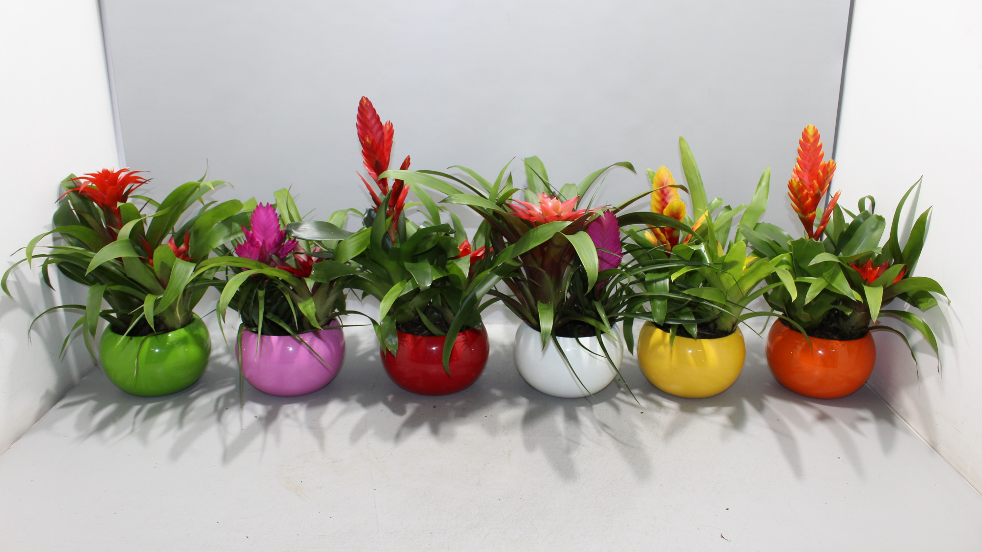 Bromelia Coupe Lisa, D 15