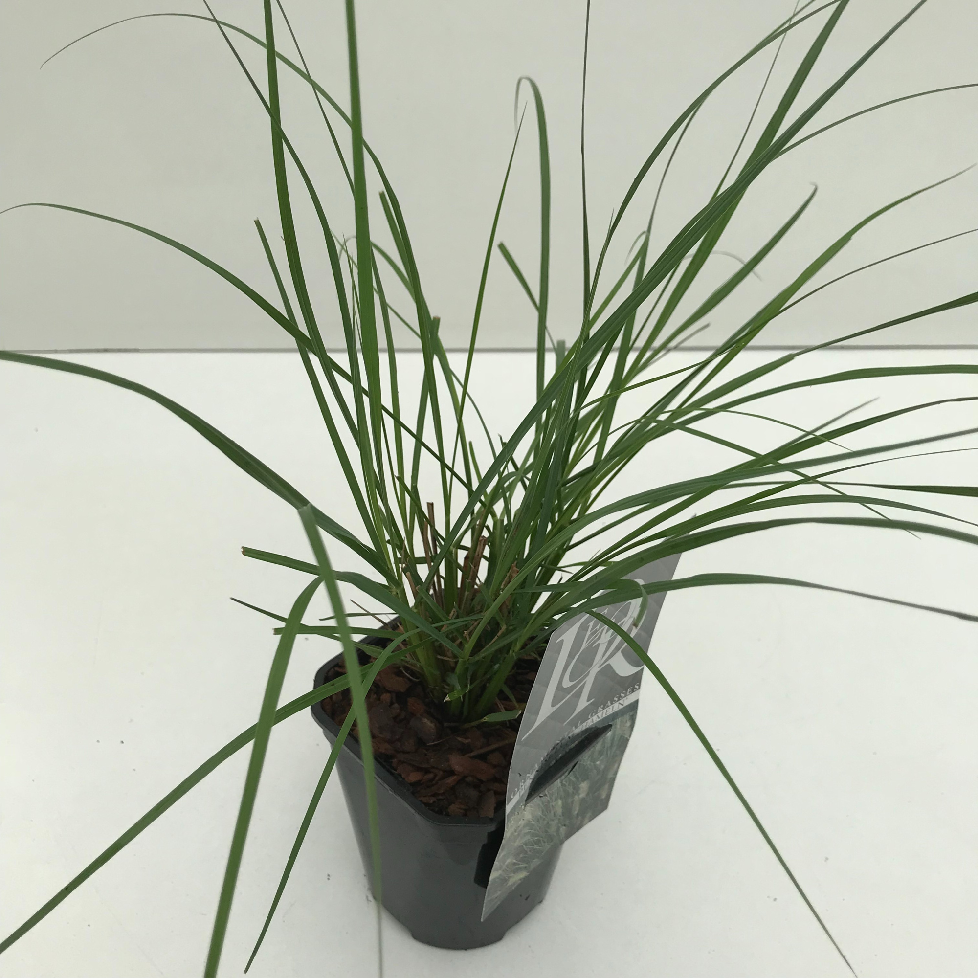Pennisetum 'Hameln', D 13 cm