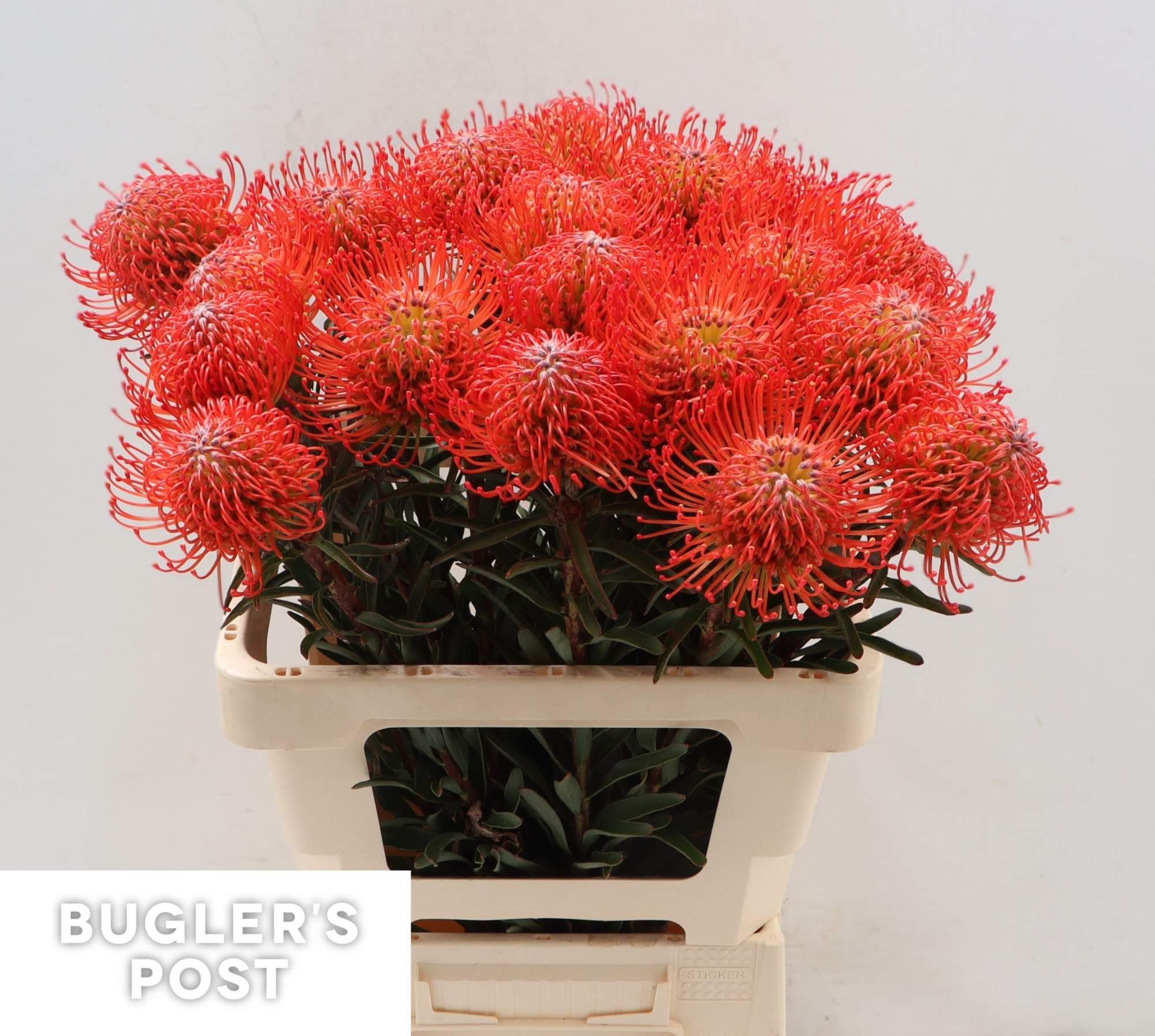 Нутанс Саксешн (оранж.) 60, шт.