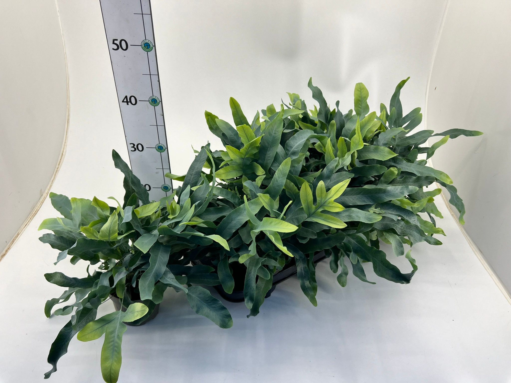 Farn/ Plebodium 'Blue Star', D 12