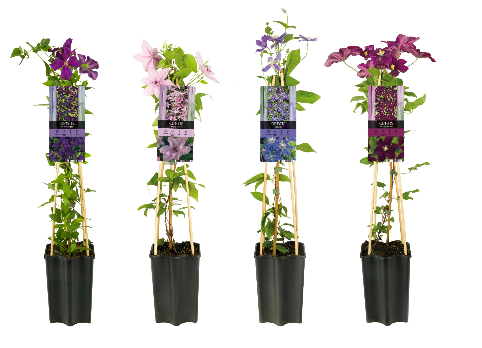 Mixshelf Clematis +light label, D 15