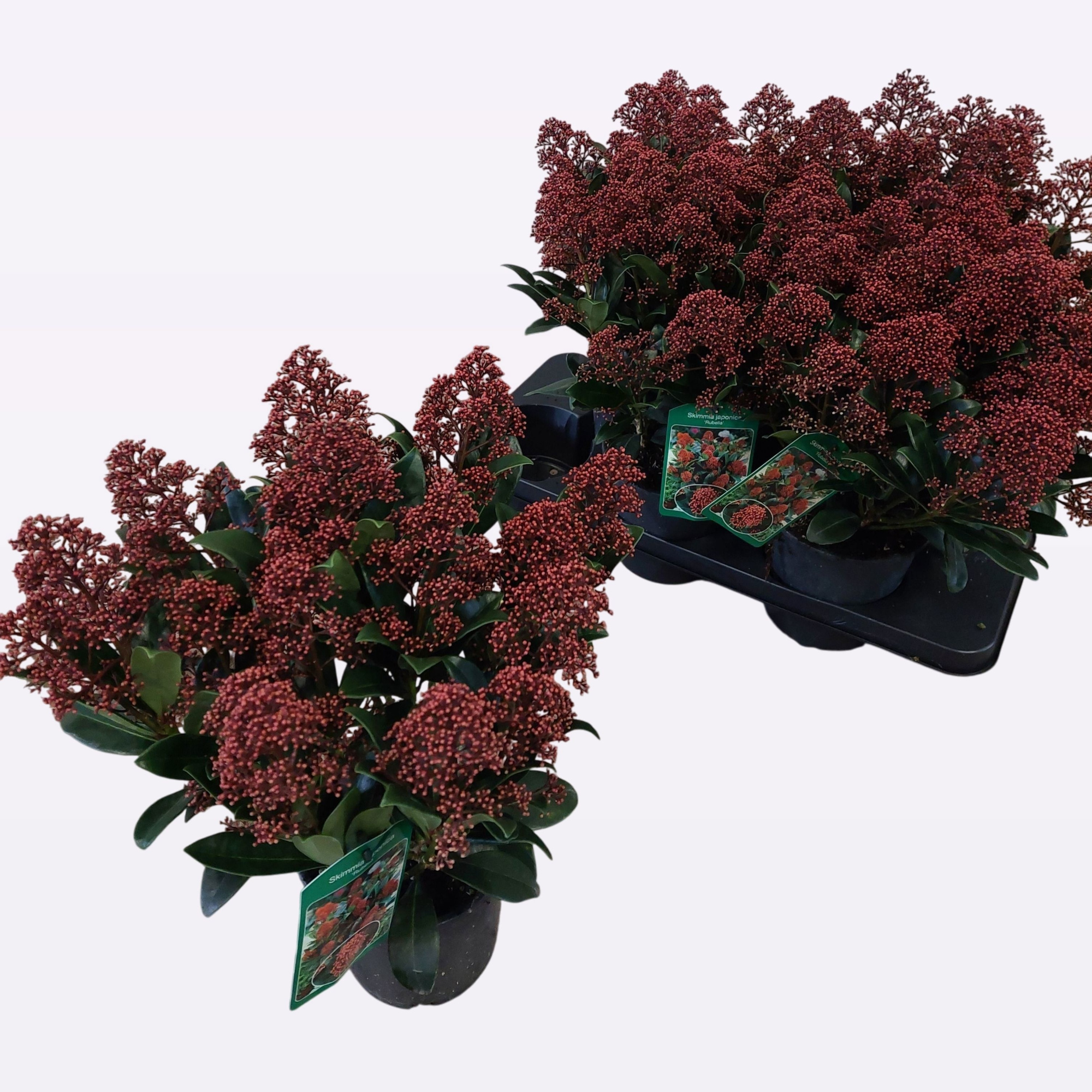 Skimmia japonica 'Rubella' 15+, D 15 cm