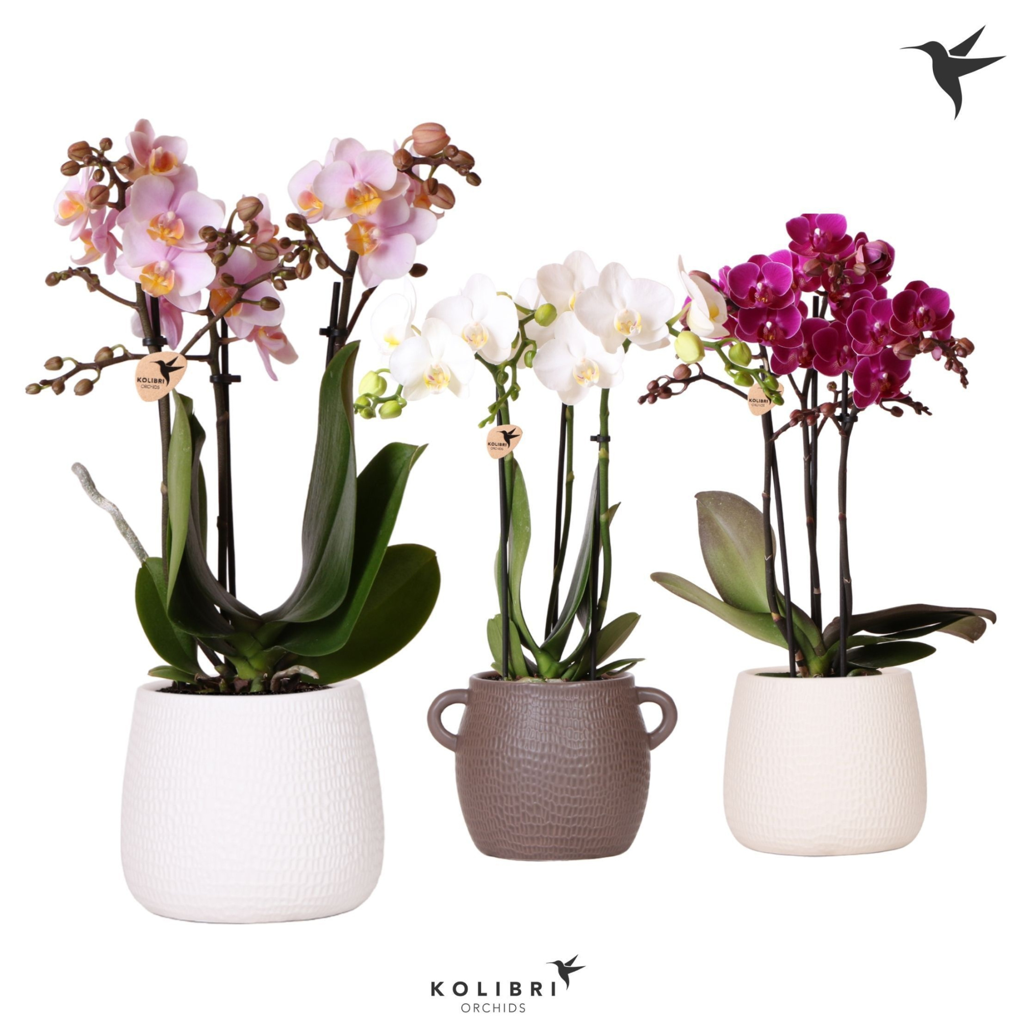 Kolibri Orchids Phalaenopsis mix 3 spike in Scales pot mix, D 9