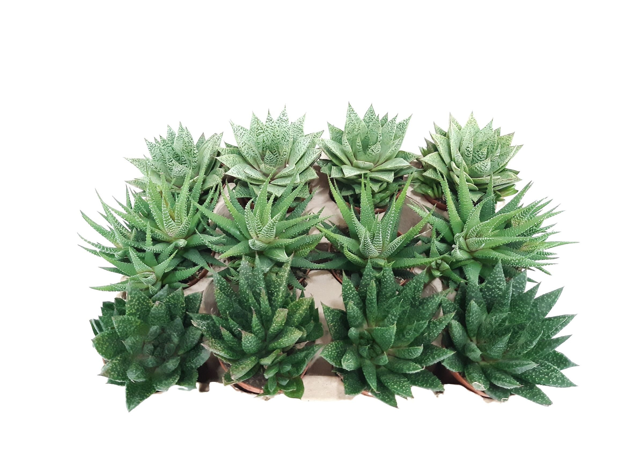 Succulentmix 8,5cm Haworthia & Gasteria, D 8,5 cm