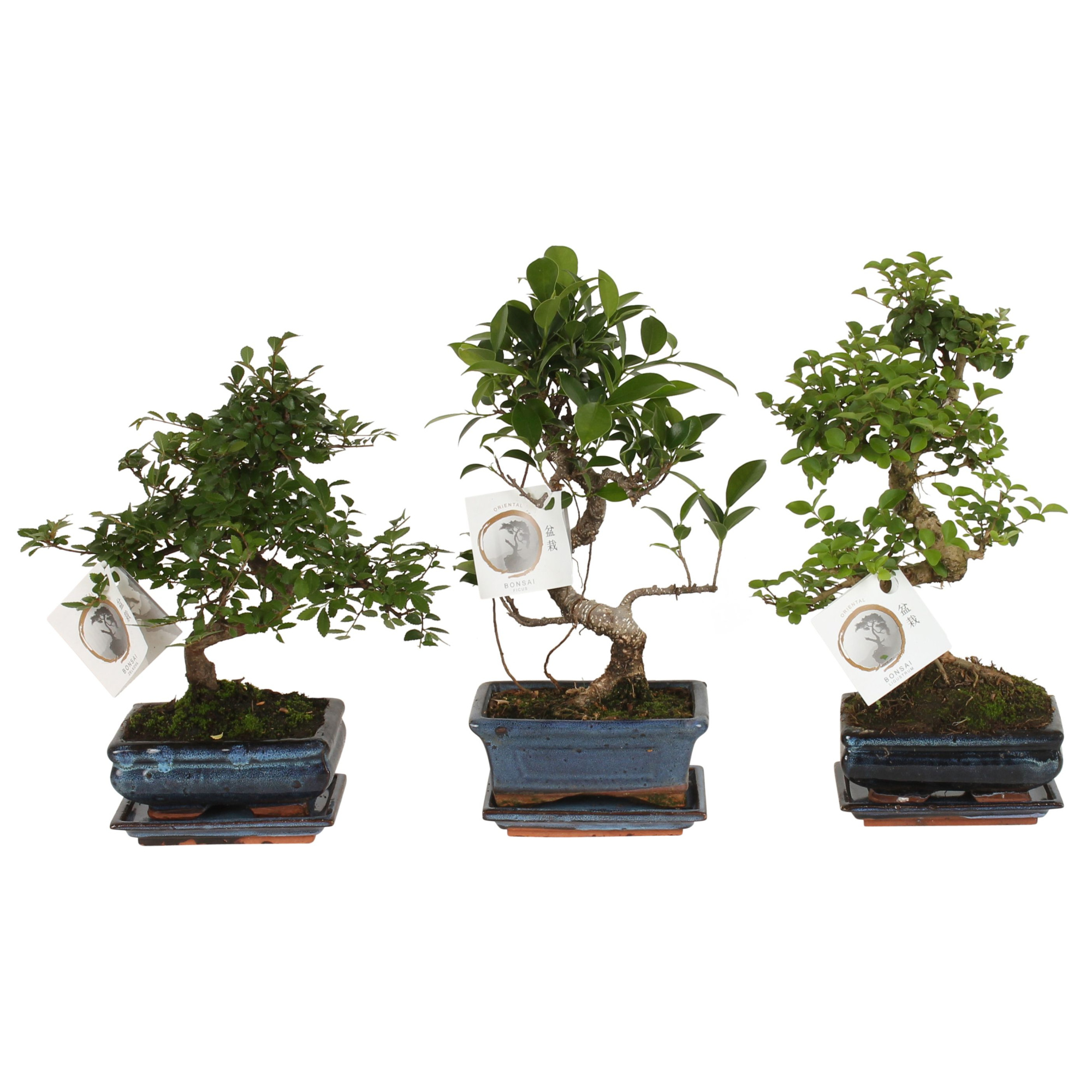 Bonsai Mixed in ø15cm Ceramic S-Shape with Saucer, D 15 cm