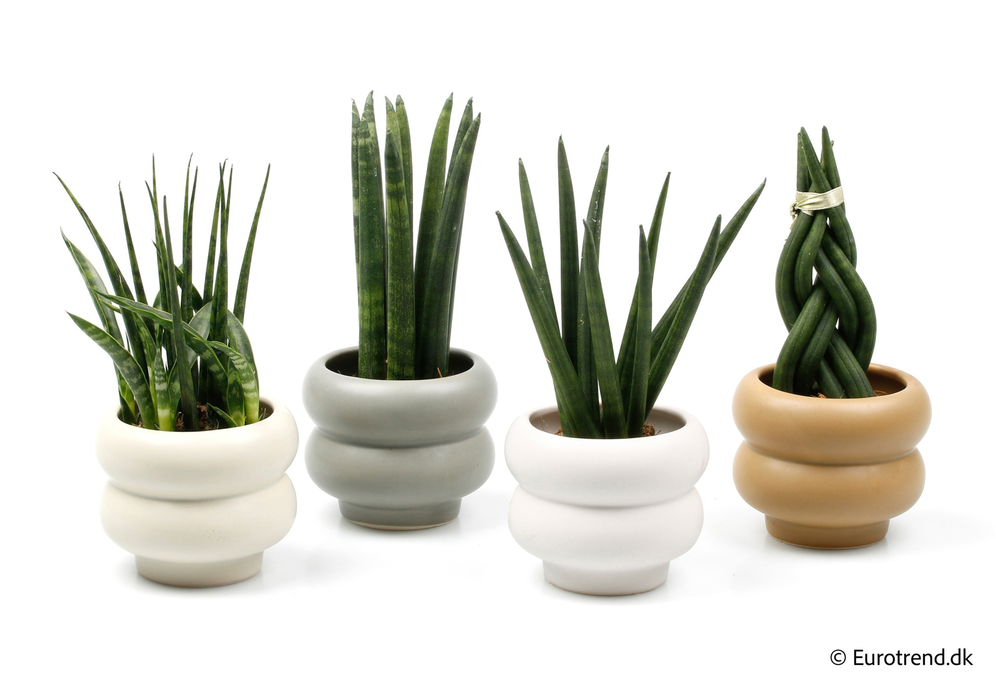 Sanseveria mix in New Look ceramic 2026, D 6
