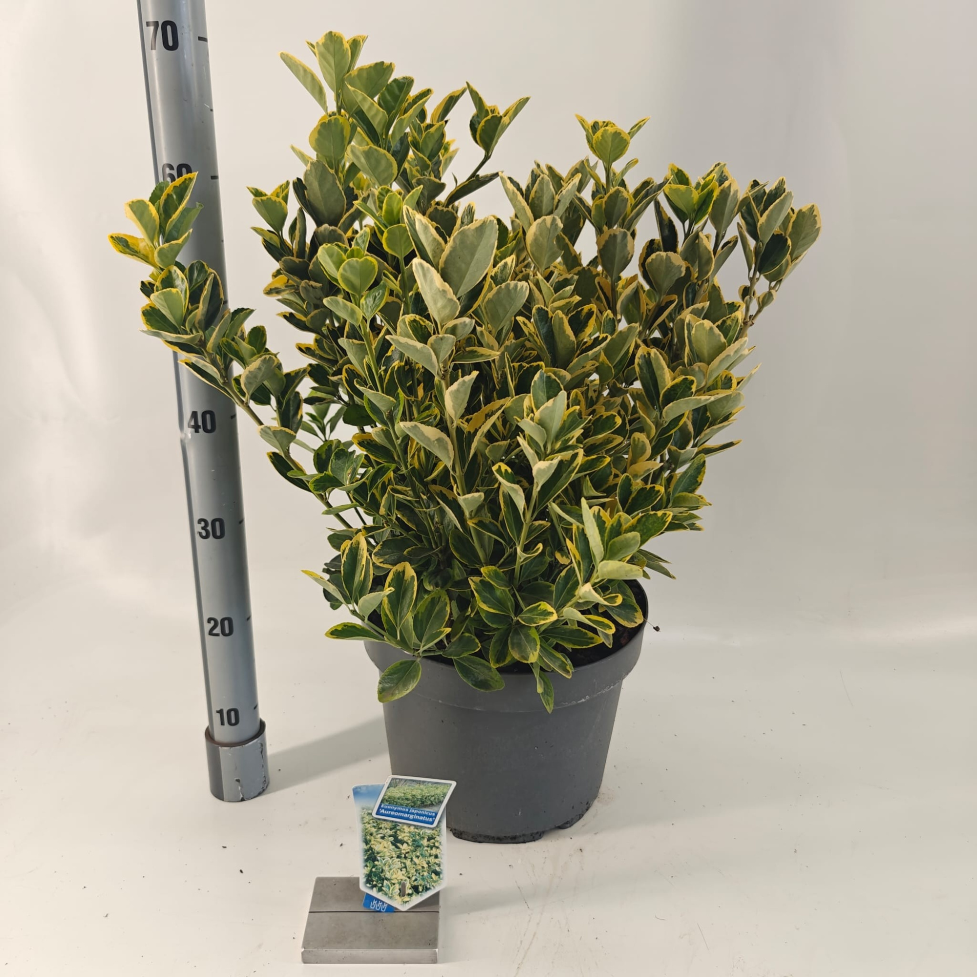 Euonymus jap. 'Aureomarginatus', D 29
