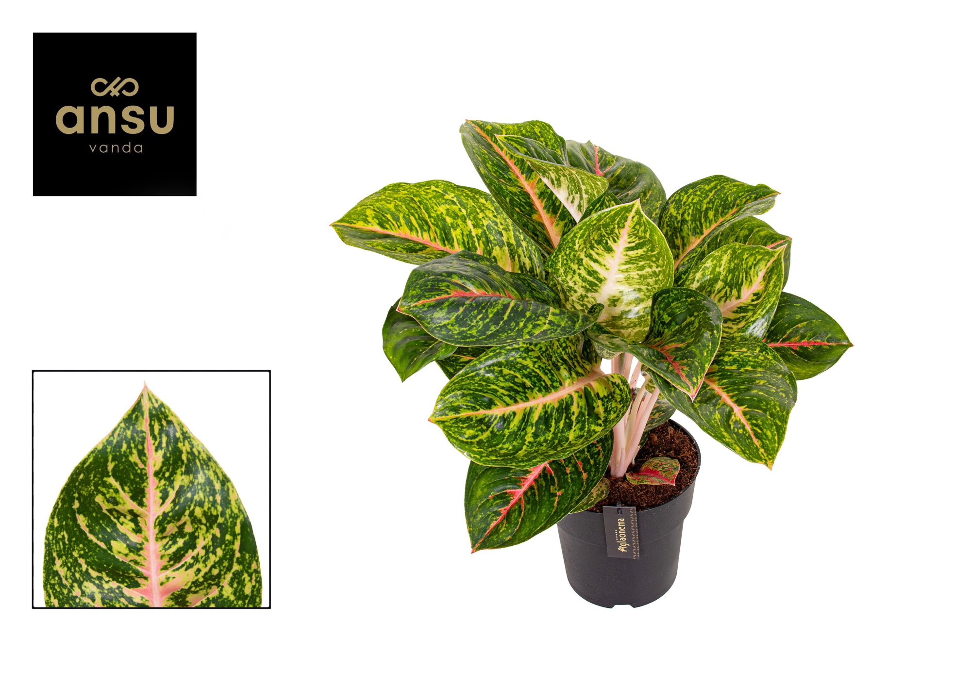 Aglaonema Spring Red, D 19 cm
