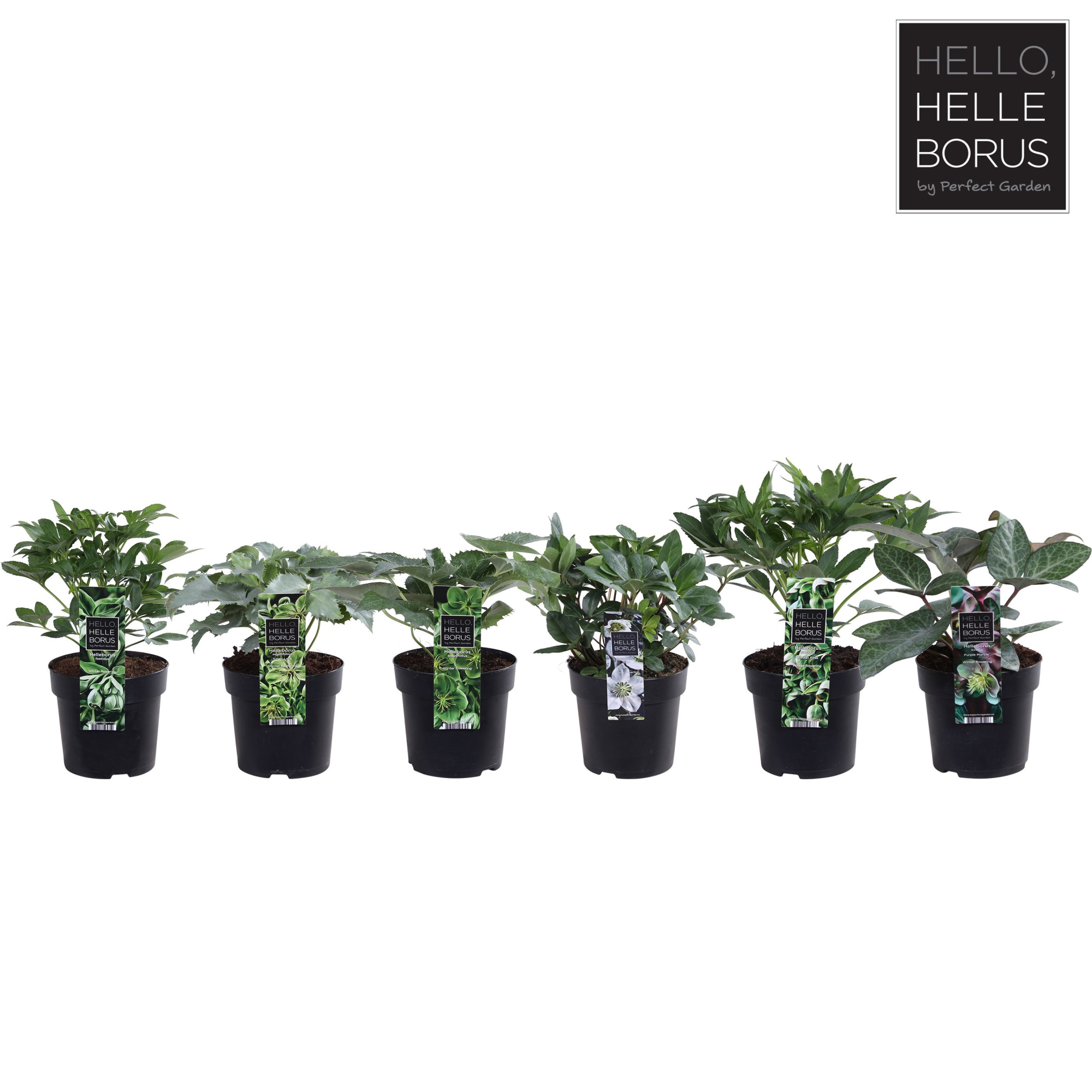 Helleborus mix laag P14, D 14 cm