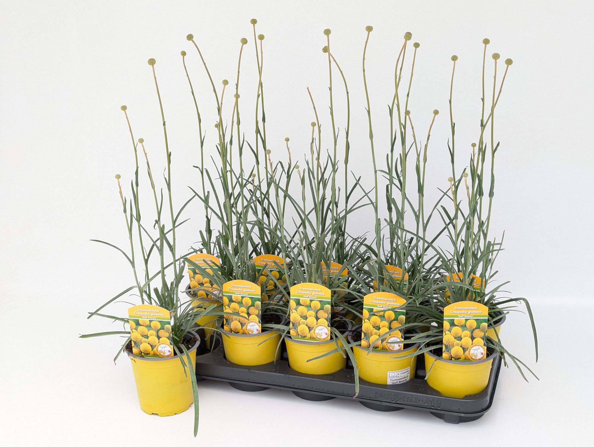 Craspedia globosa Golf Beauty T13, D 13