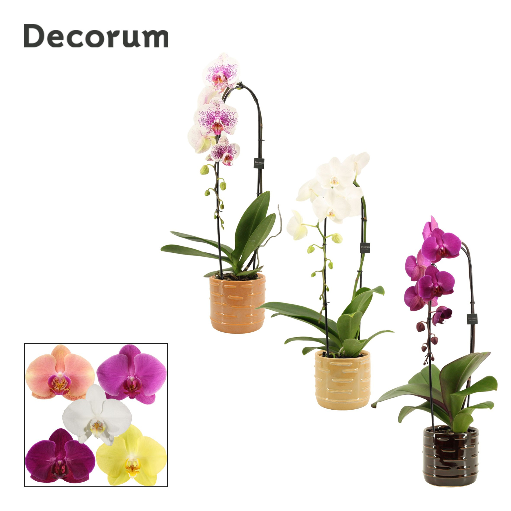 Phalaenopsis cascade 1 tak mix in Lois (Deco-collection), D 12 cm