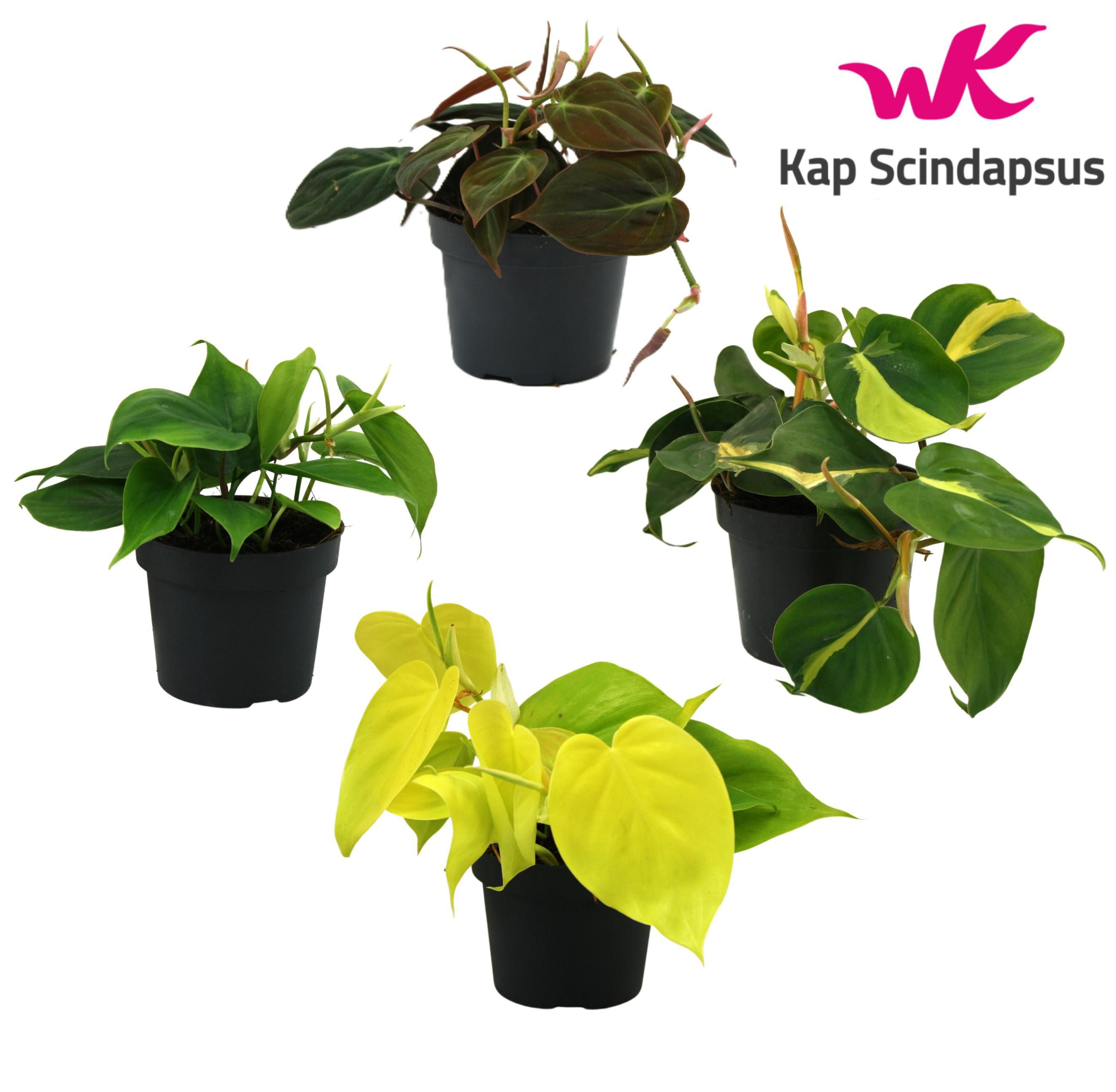 Mix Philodendron gemengd, D 12 cm