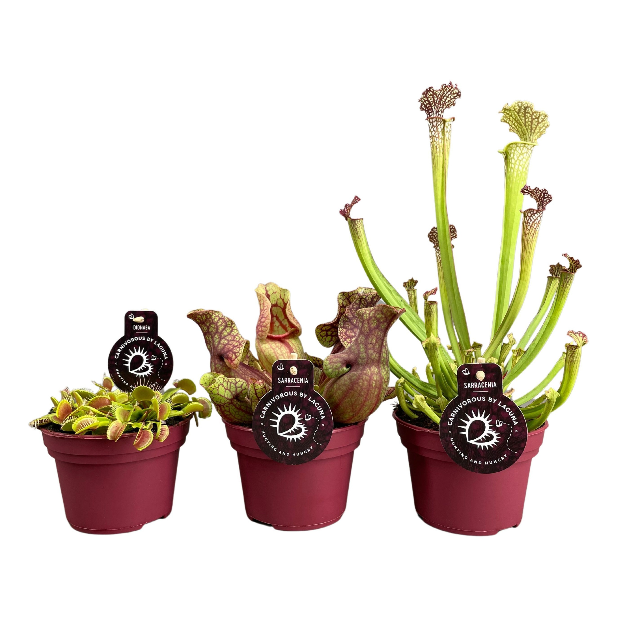 Vleesetende planten mix | 2+2 Sarracenia, 2 Dionaea, D 12