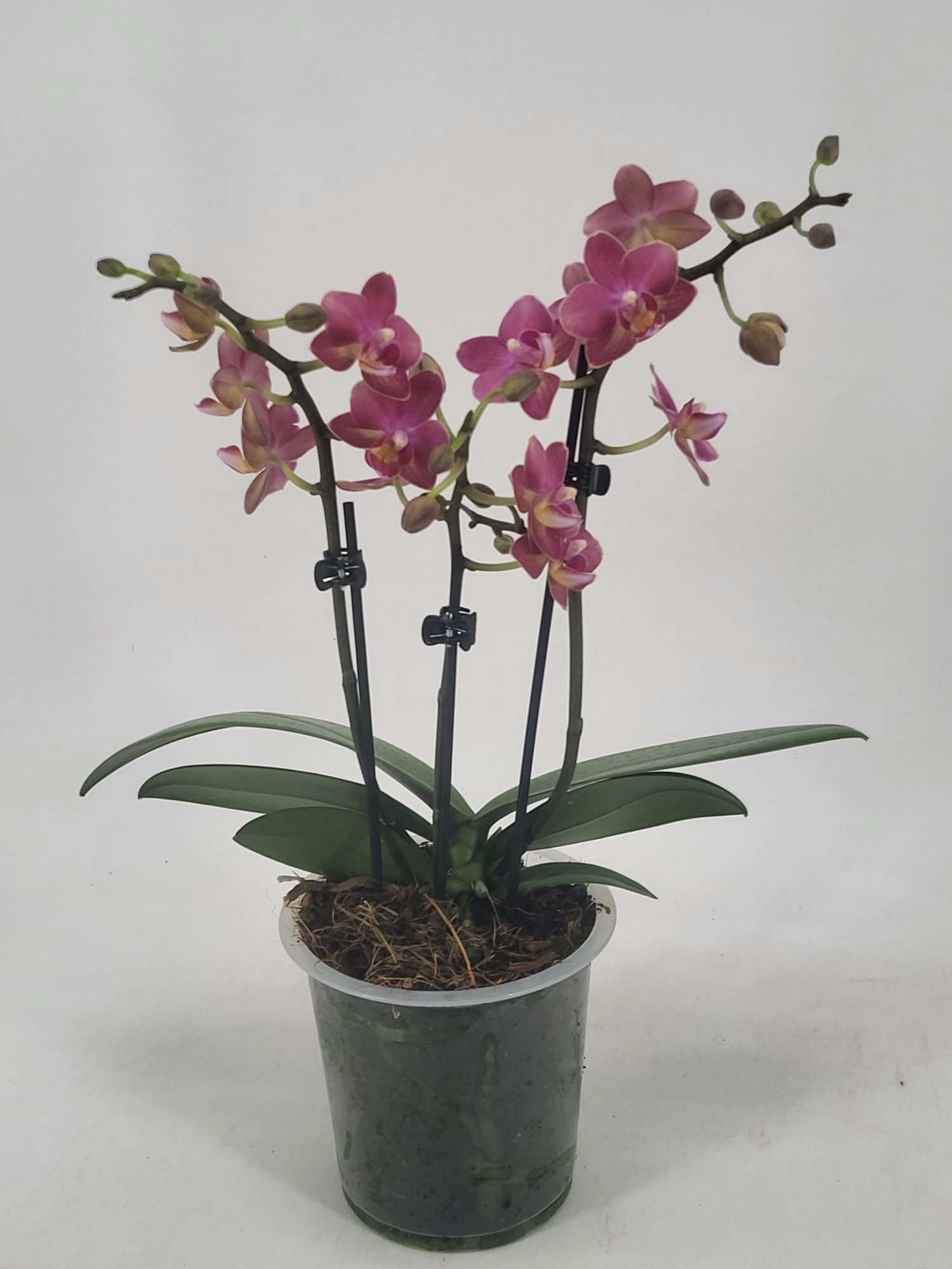 Phal 3 tak 'Secret Fragrance' im 12 cm Topf (Duft), D 12