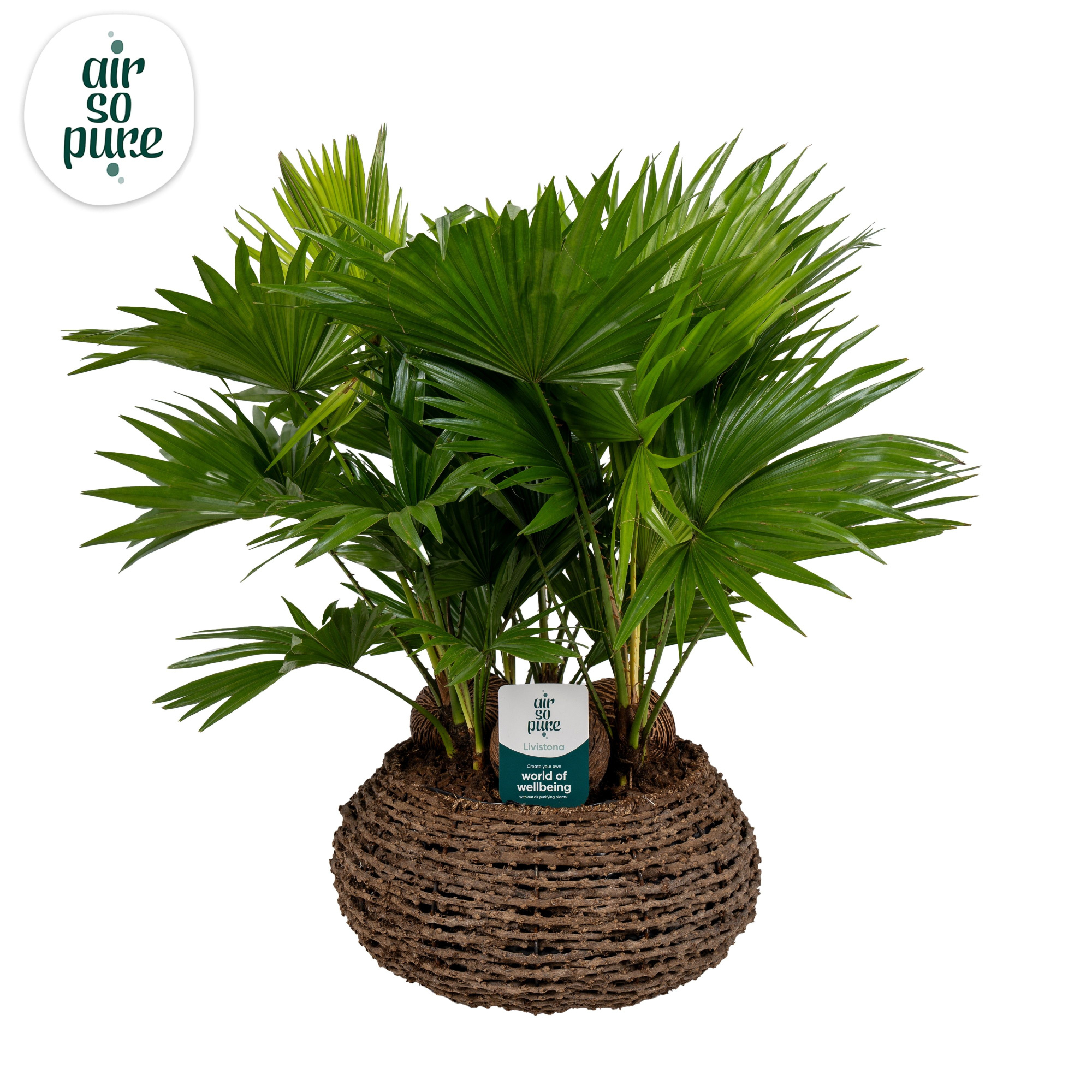 Livistona in caryota mand air so pure ASP etiket Air So Pure, D 35 cm
