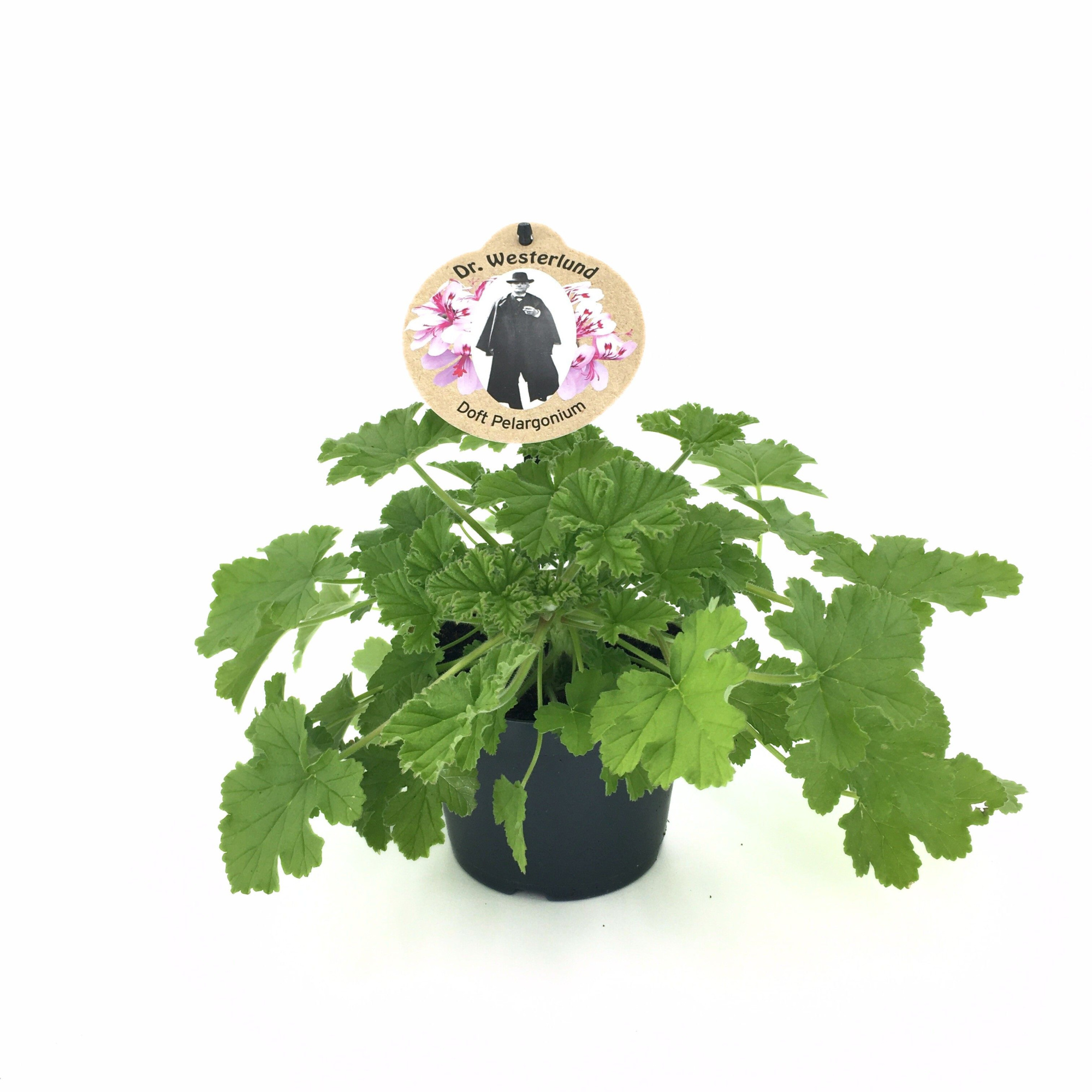 Pel. Grav. "Dr. Westerlund" (Sweet scent Geranium), D 12 cm