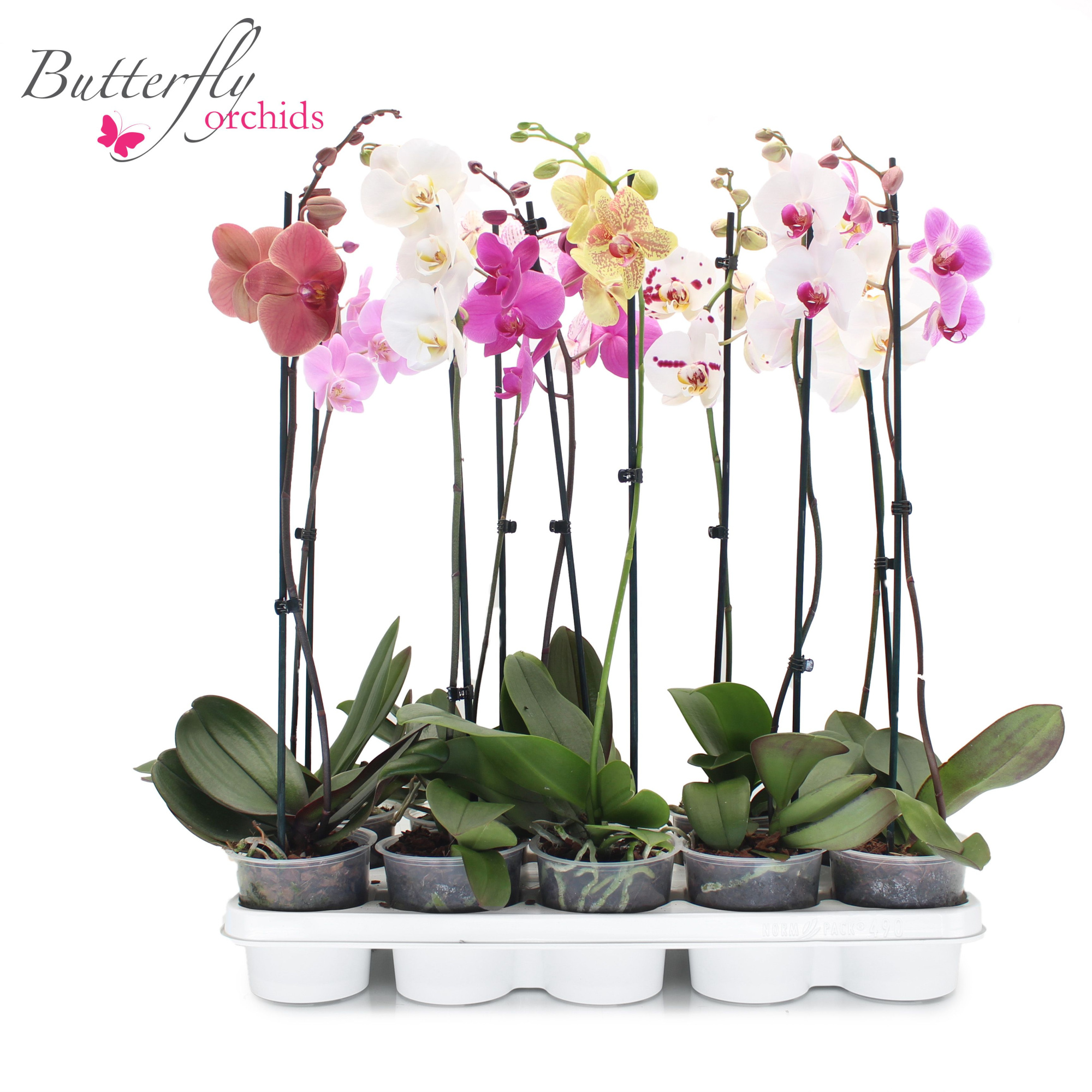 Phalaenopsis Mix 1 tak 6+ 55-70 cm, D 12