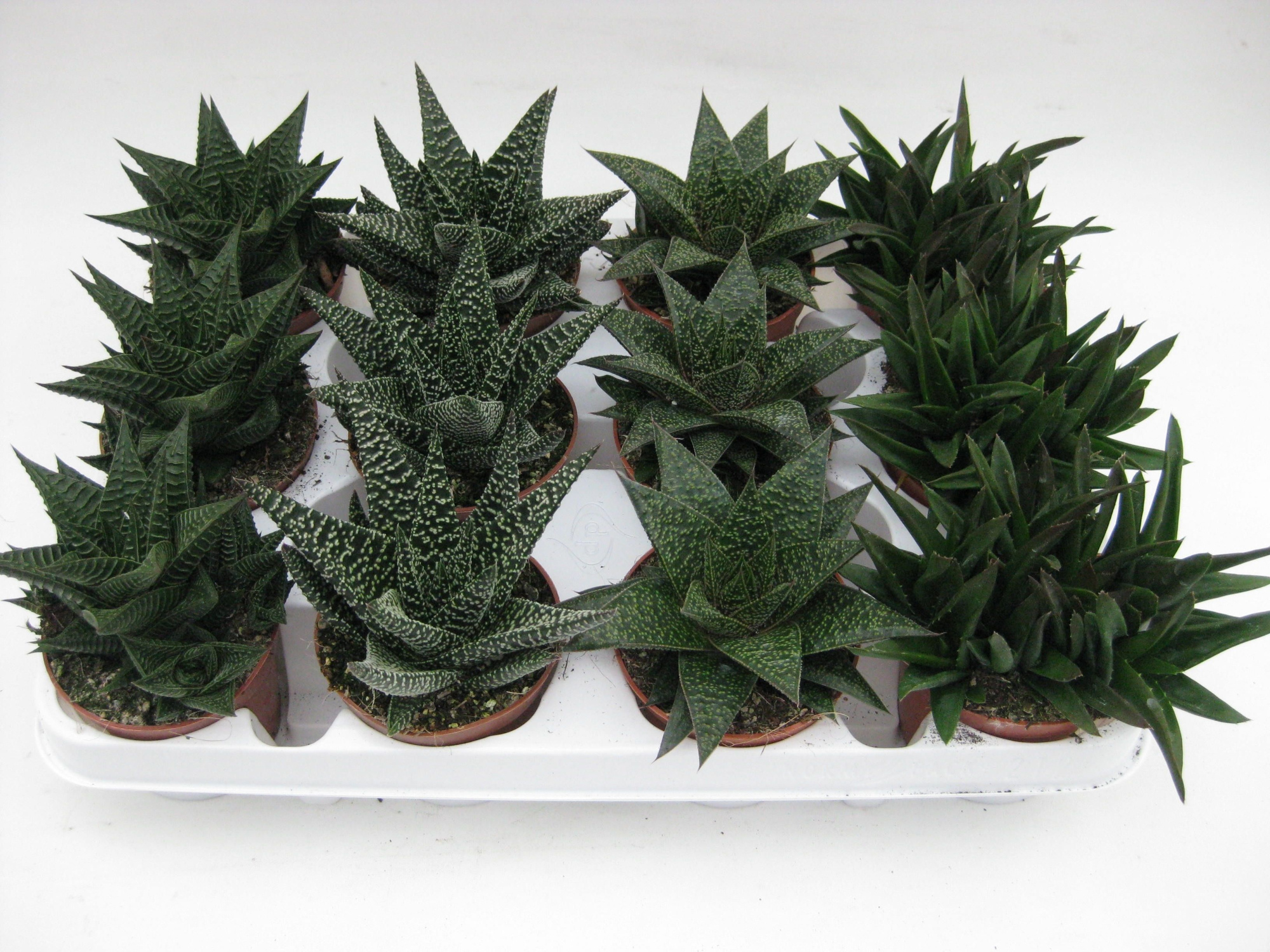 aloe mix luxe, D 8,5 cm