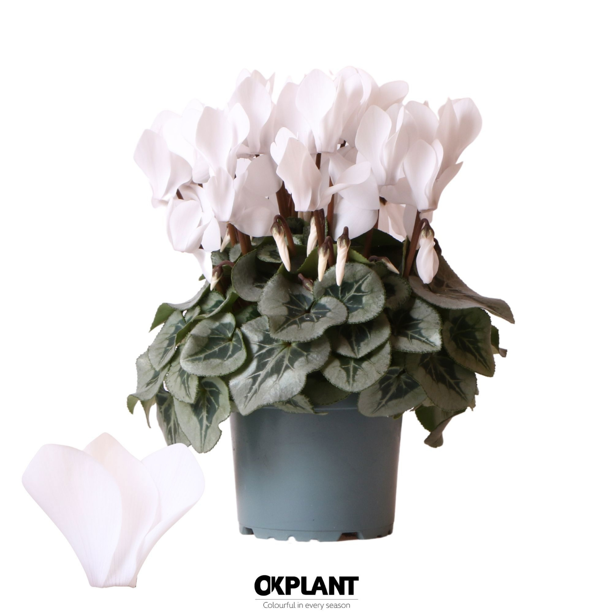 Cyclamen Rembrandt white, D 12 cm