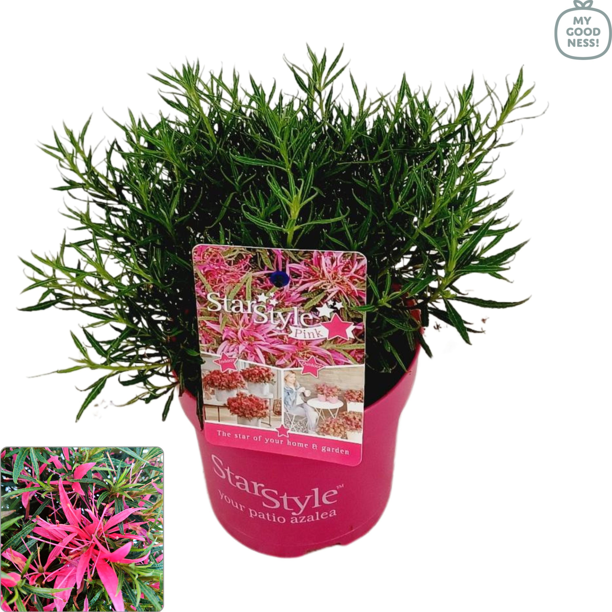 Azalea 25/P15 'Star Style® Pink', D 15