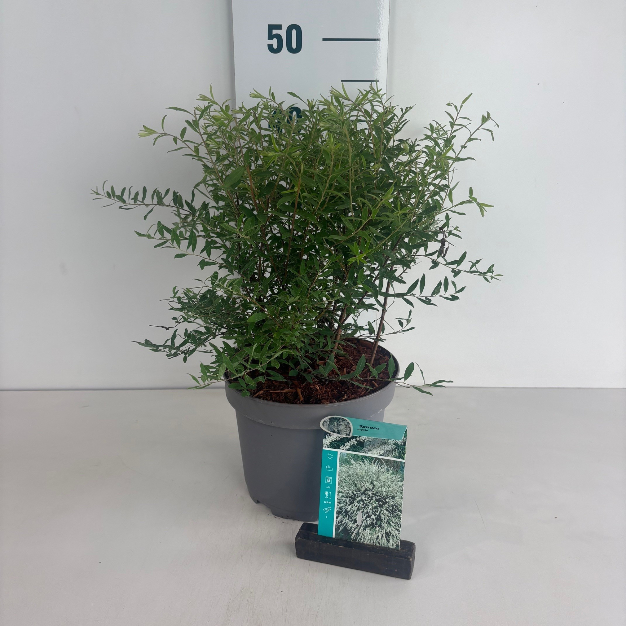 Spiraea arguta, D 20 cm
