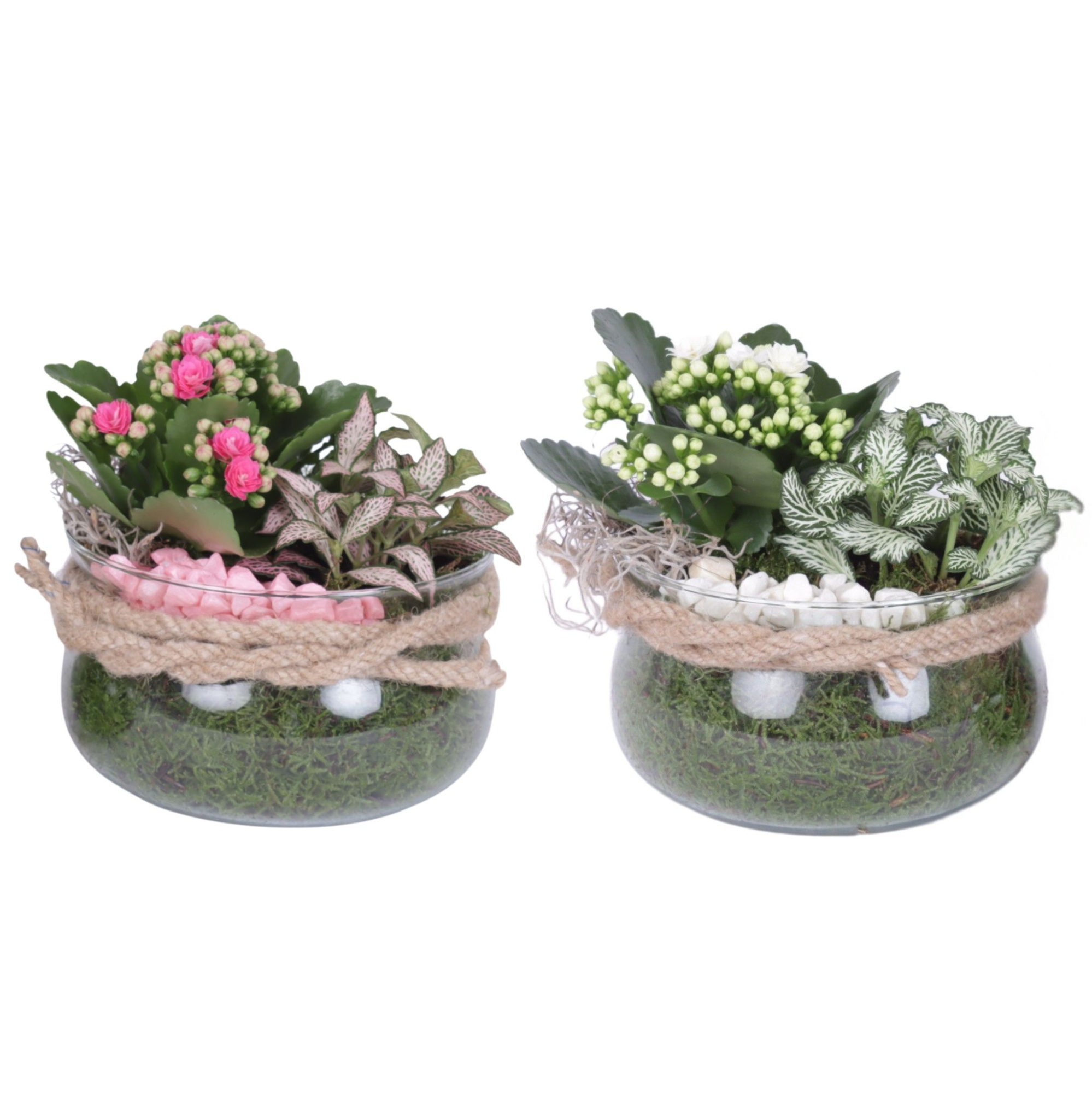 Yearround Arr. Indoor Glass Bowl with Rope Ø16cm 2PP, D 16 cm