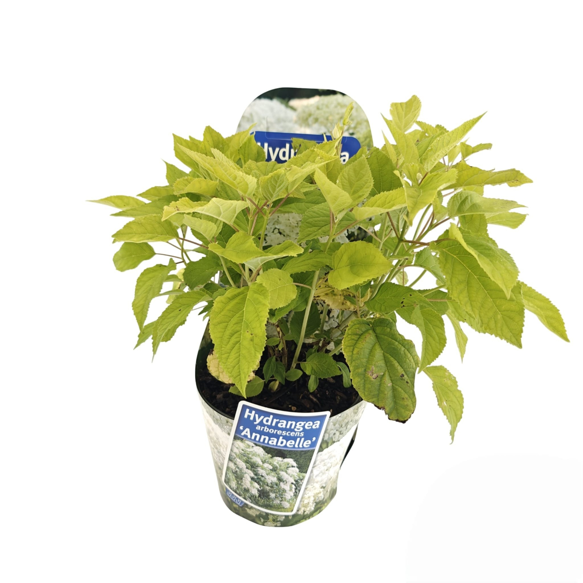 Hydrangea arb. ‘Annabelle’ (in potcover), D 17 cm