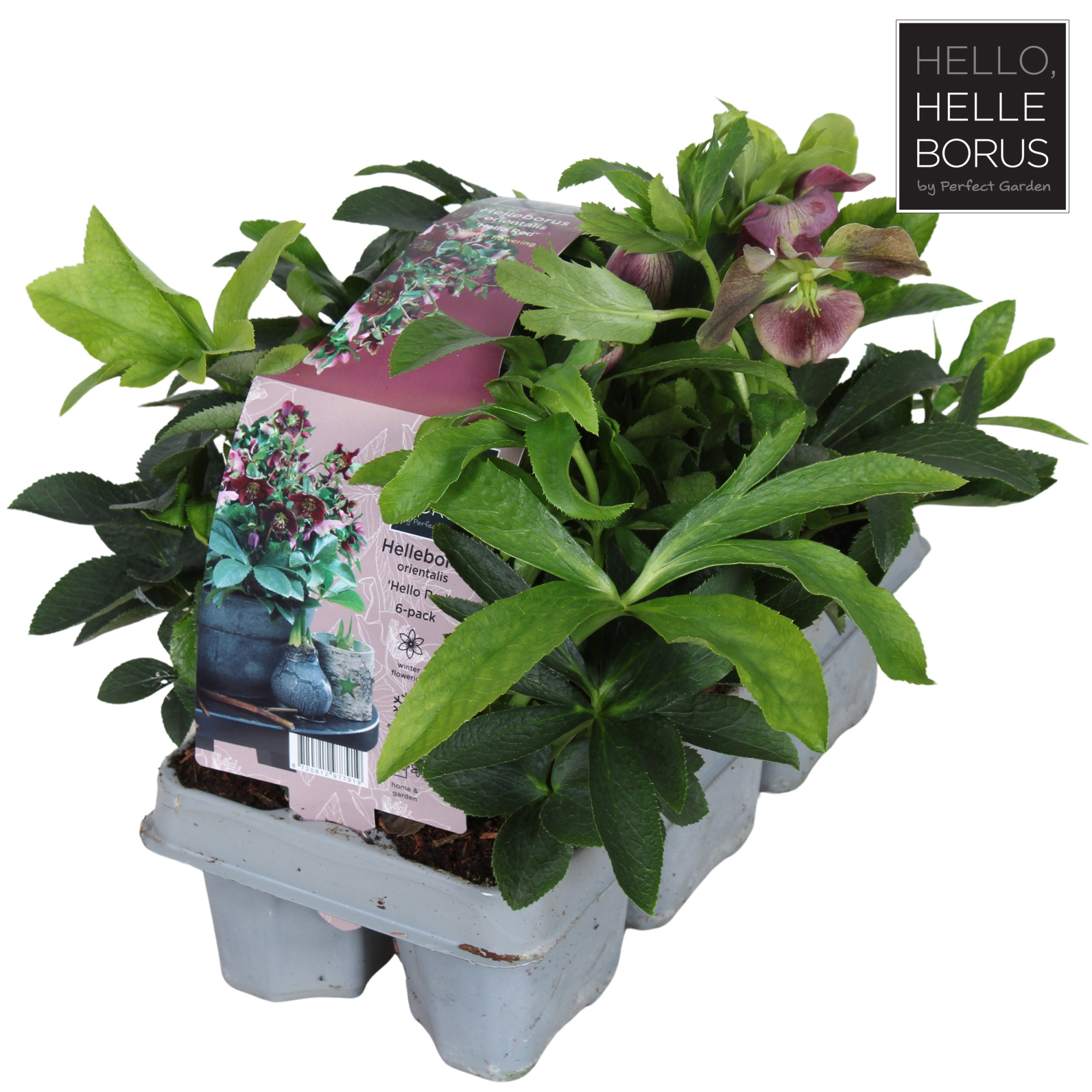 Helleborus orientalis 6-pack, D 9 cm