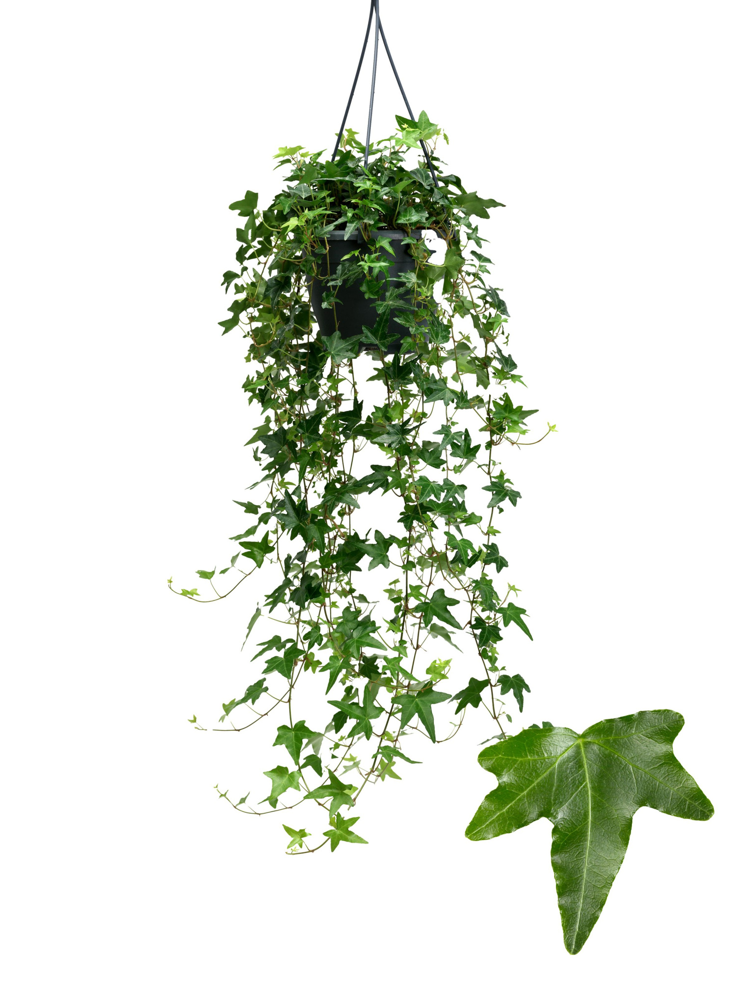 Jacobine 19cm, D 19 cm