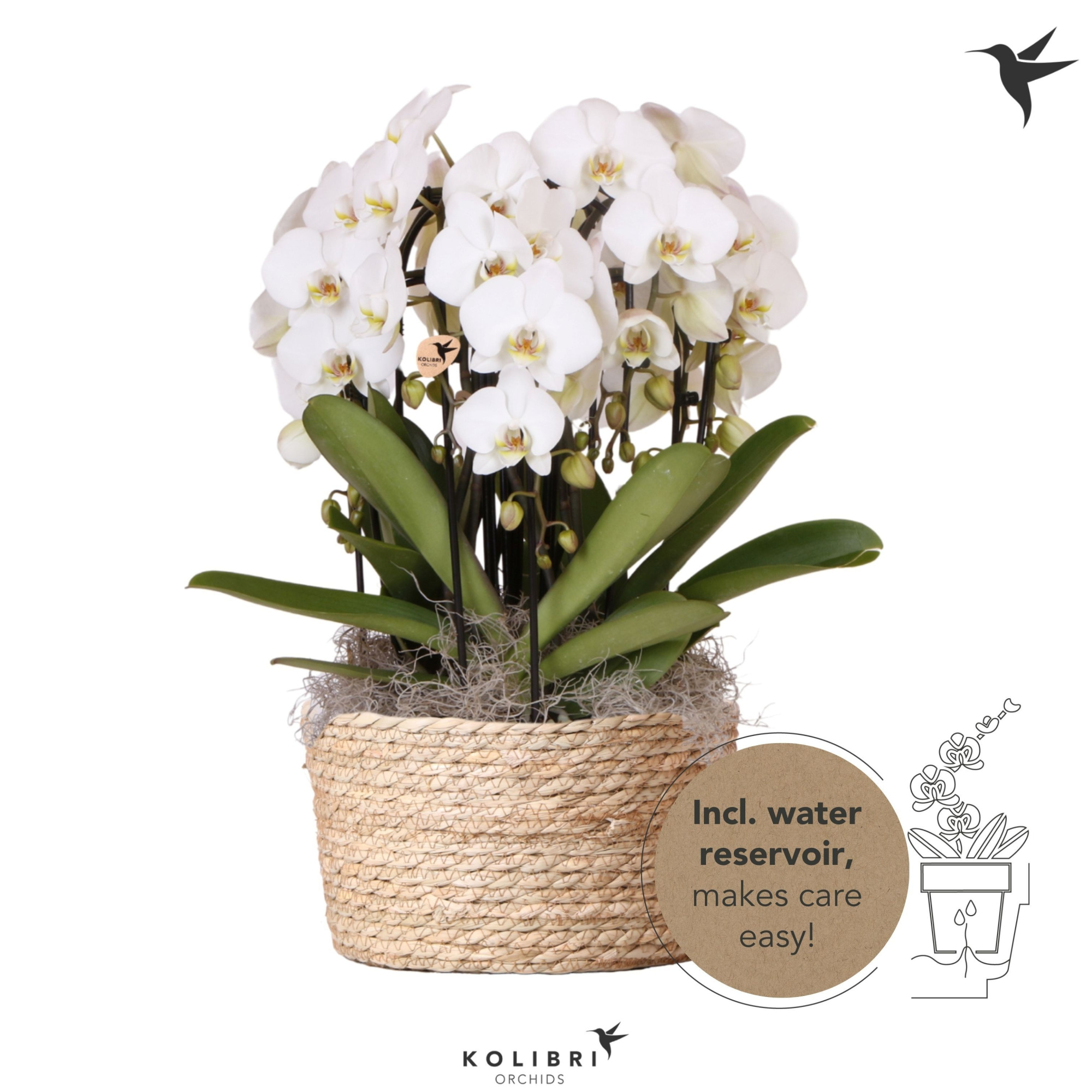 Kolibri Orchids Phalaenopsis Mono Bouquet Niagara Fall white 6 spike in Reed Basket with watering system, D 28 cm