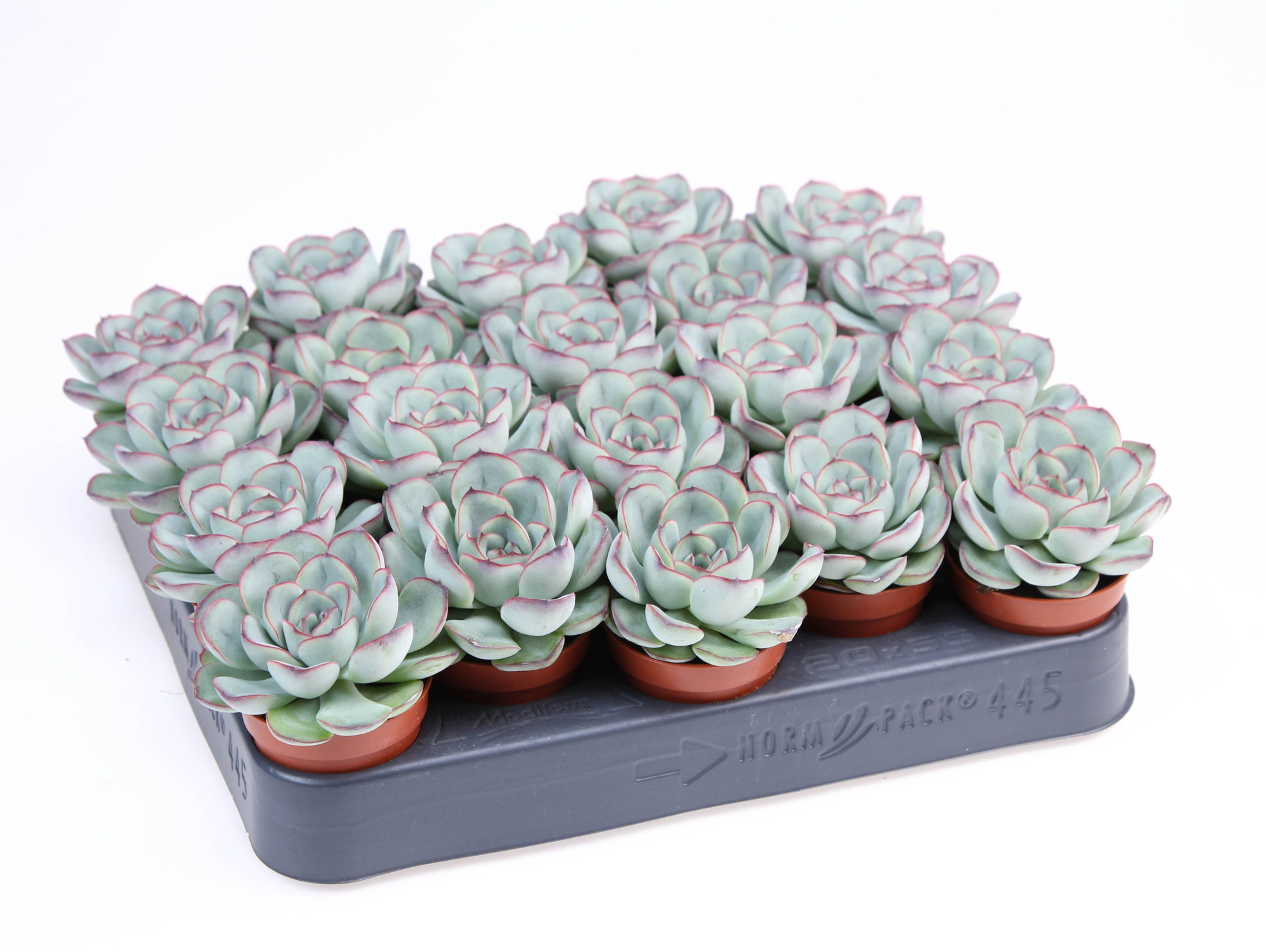 Echeveria pelucida, D 5,5 cm