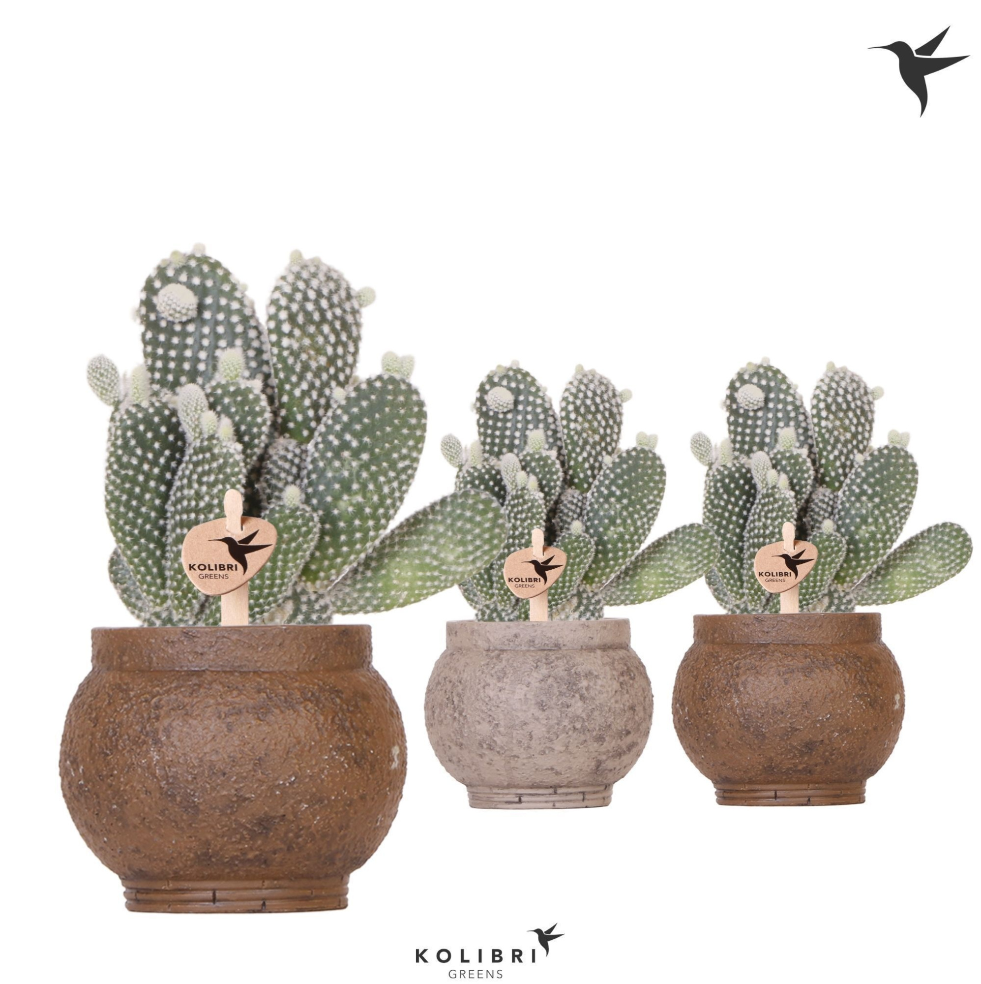 Kolibri Greens Opuntia white in Ancient pot brown, D 9 cm