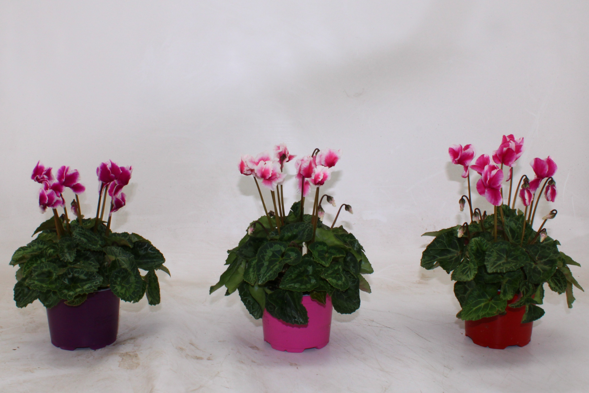 Cyclamen Abanico gemengd, D 12 cm