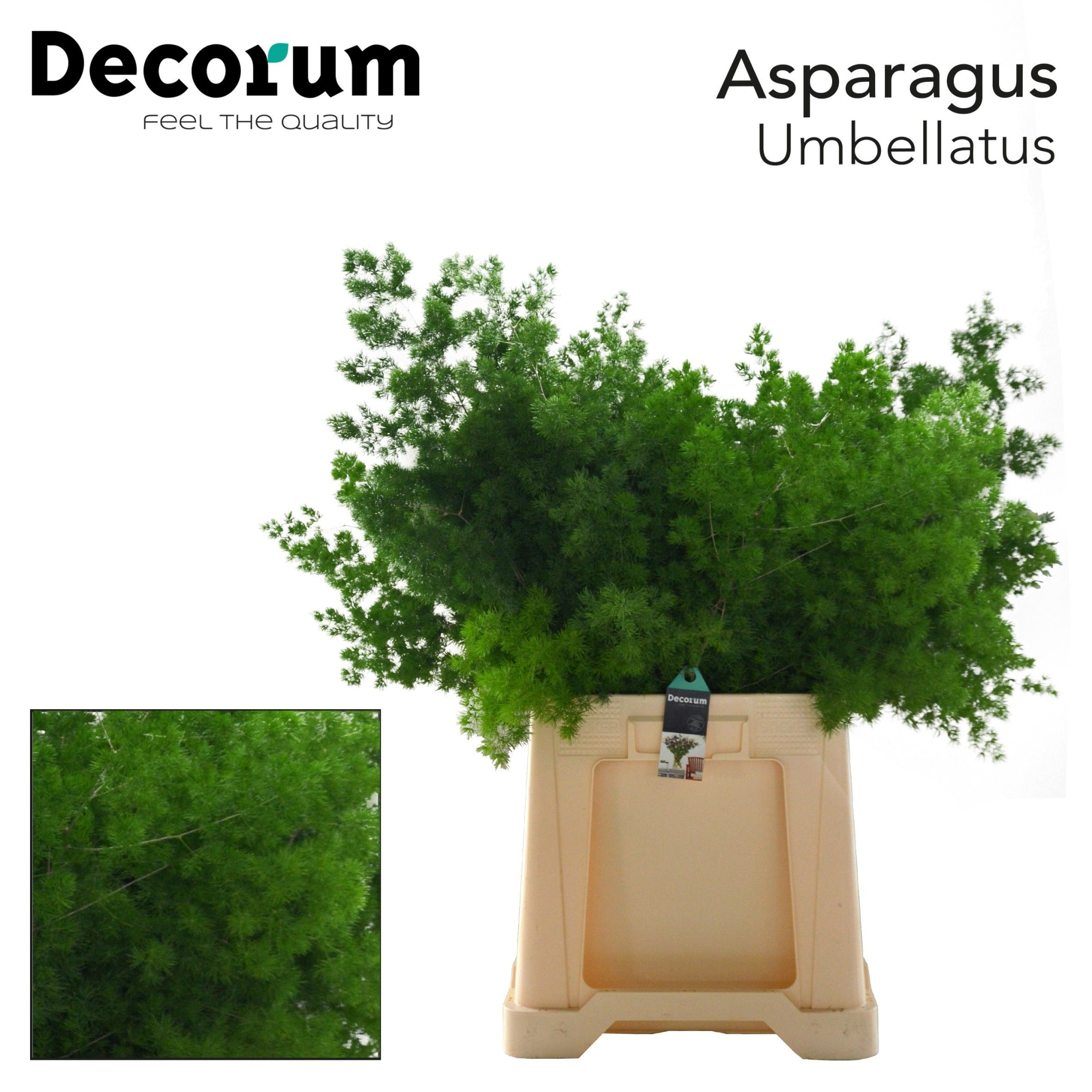 Аспарагус Умбелатус 65, шт.