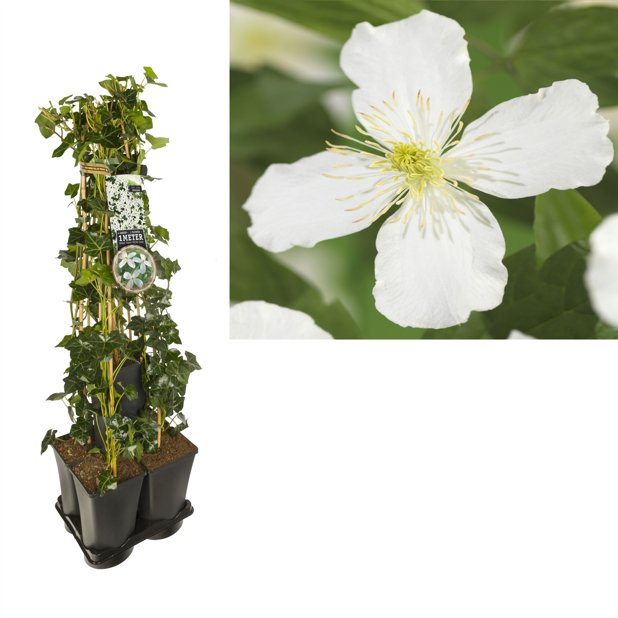 1 m. privacy mix Hedera + Clematis montana 'Grandiflora' +label, D 17