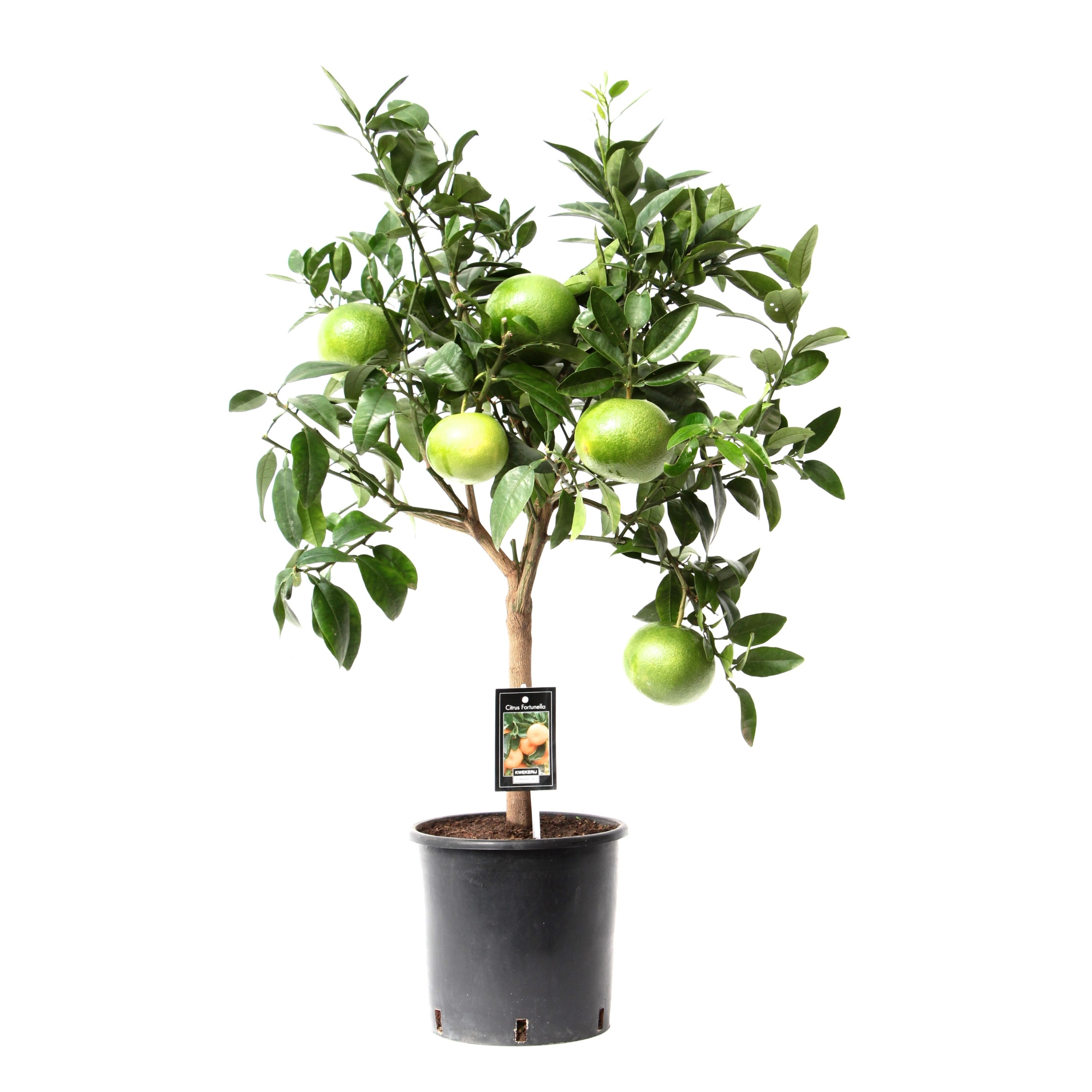 Citrus Grapefruit, D 22 cm